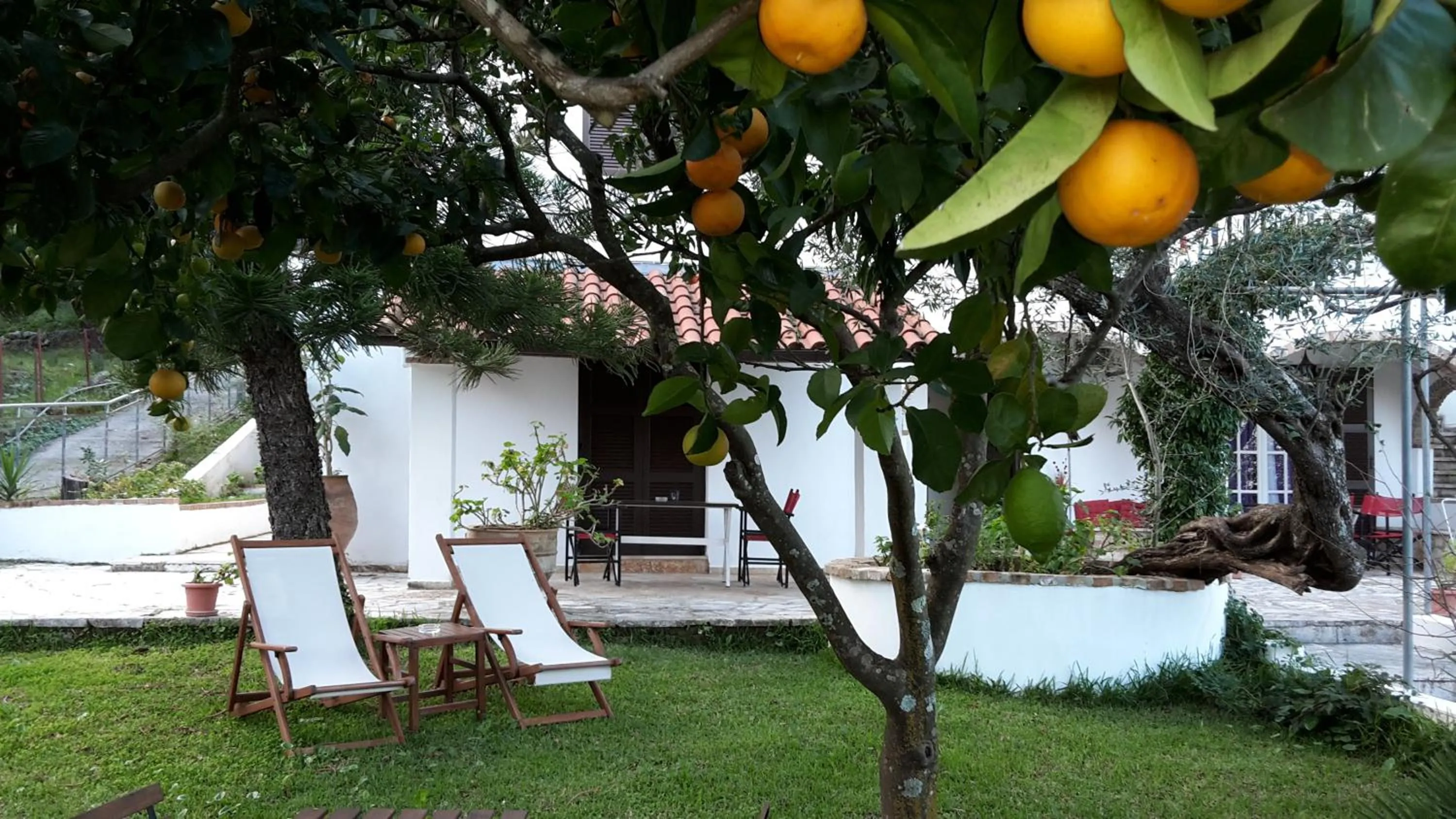 Garden in Gina Studios