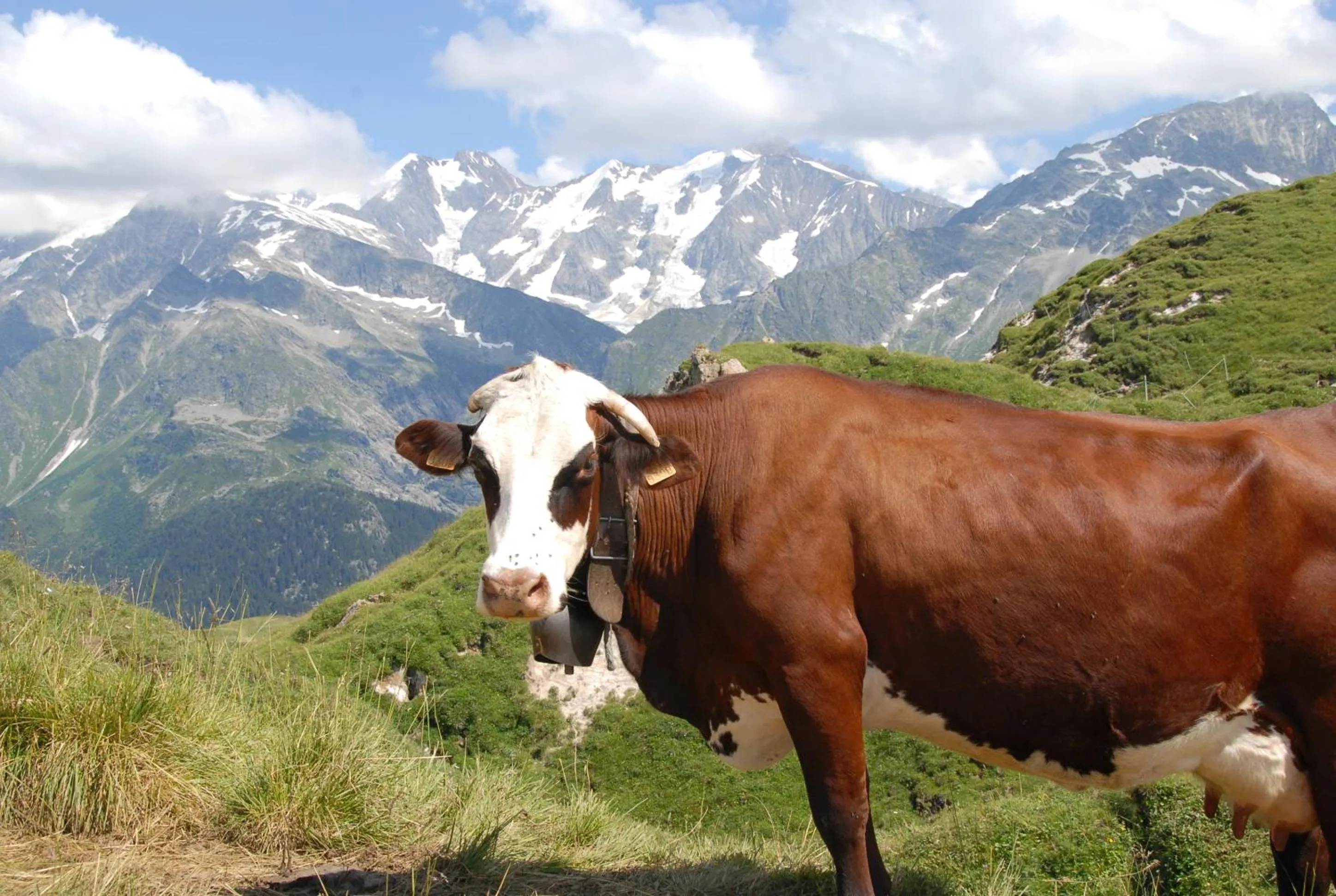 Animals in Hôtel Chalet Le Caribou