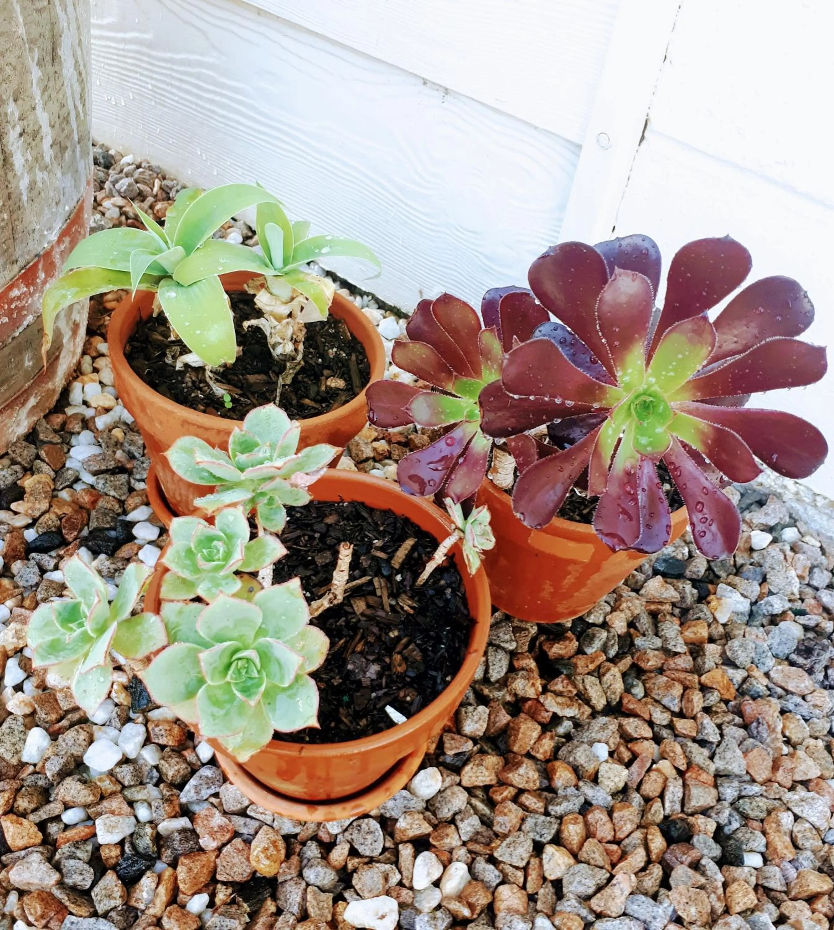 Garden in Motel Riverbend