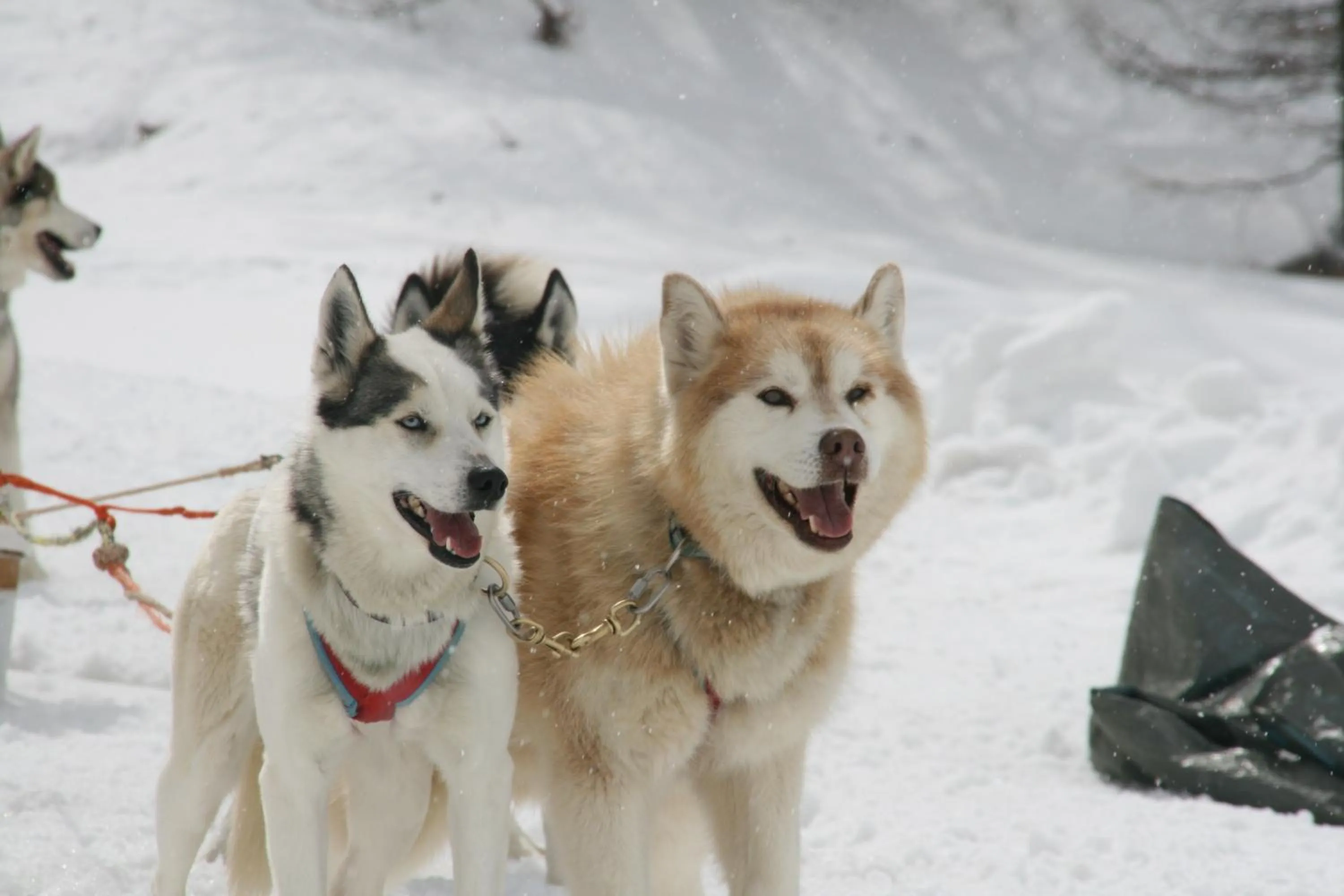 Les Chalets du Villard