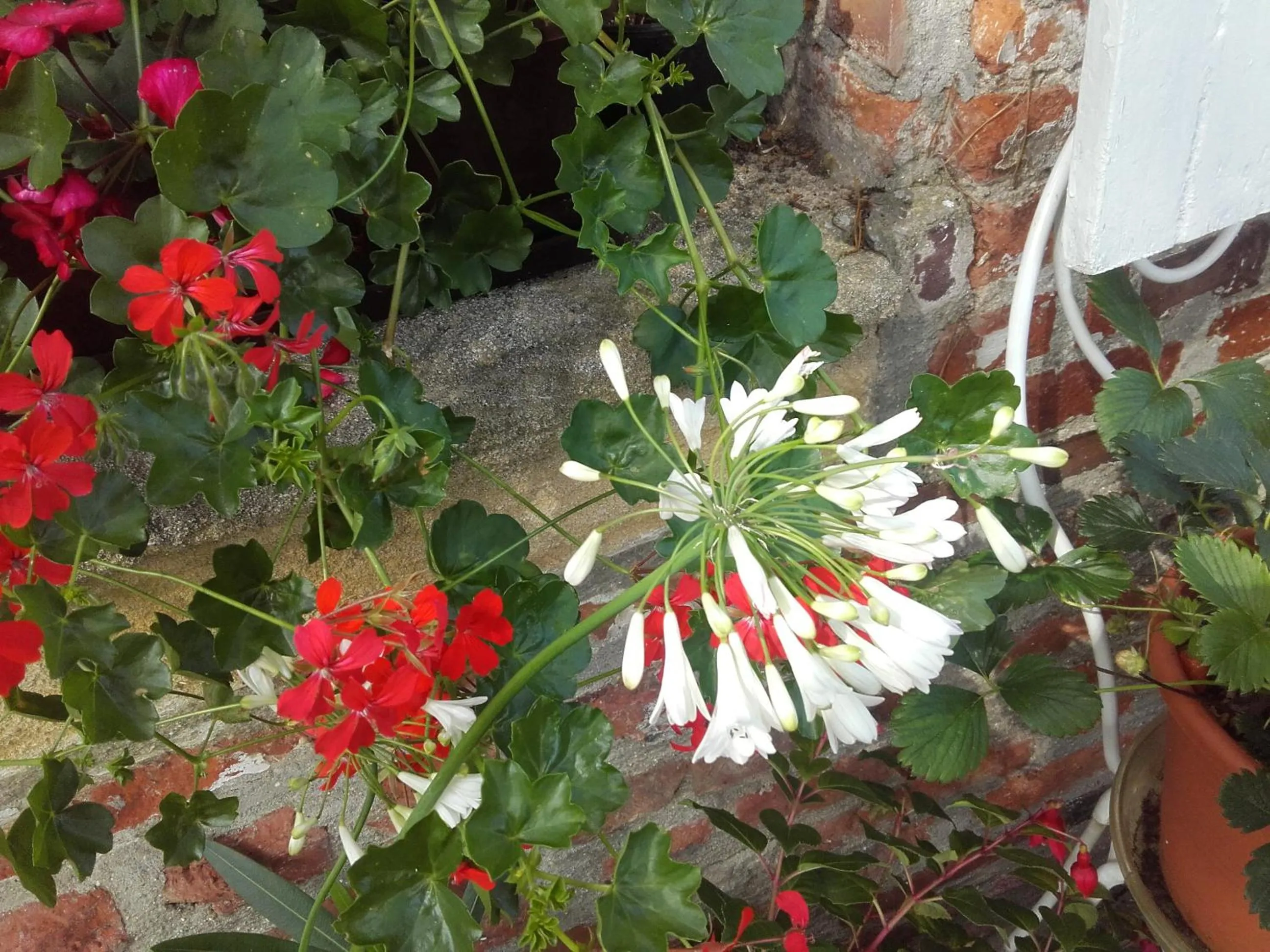 Garden in Chambres d'hôtes Manoir du Buquet
