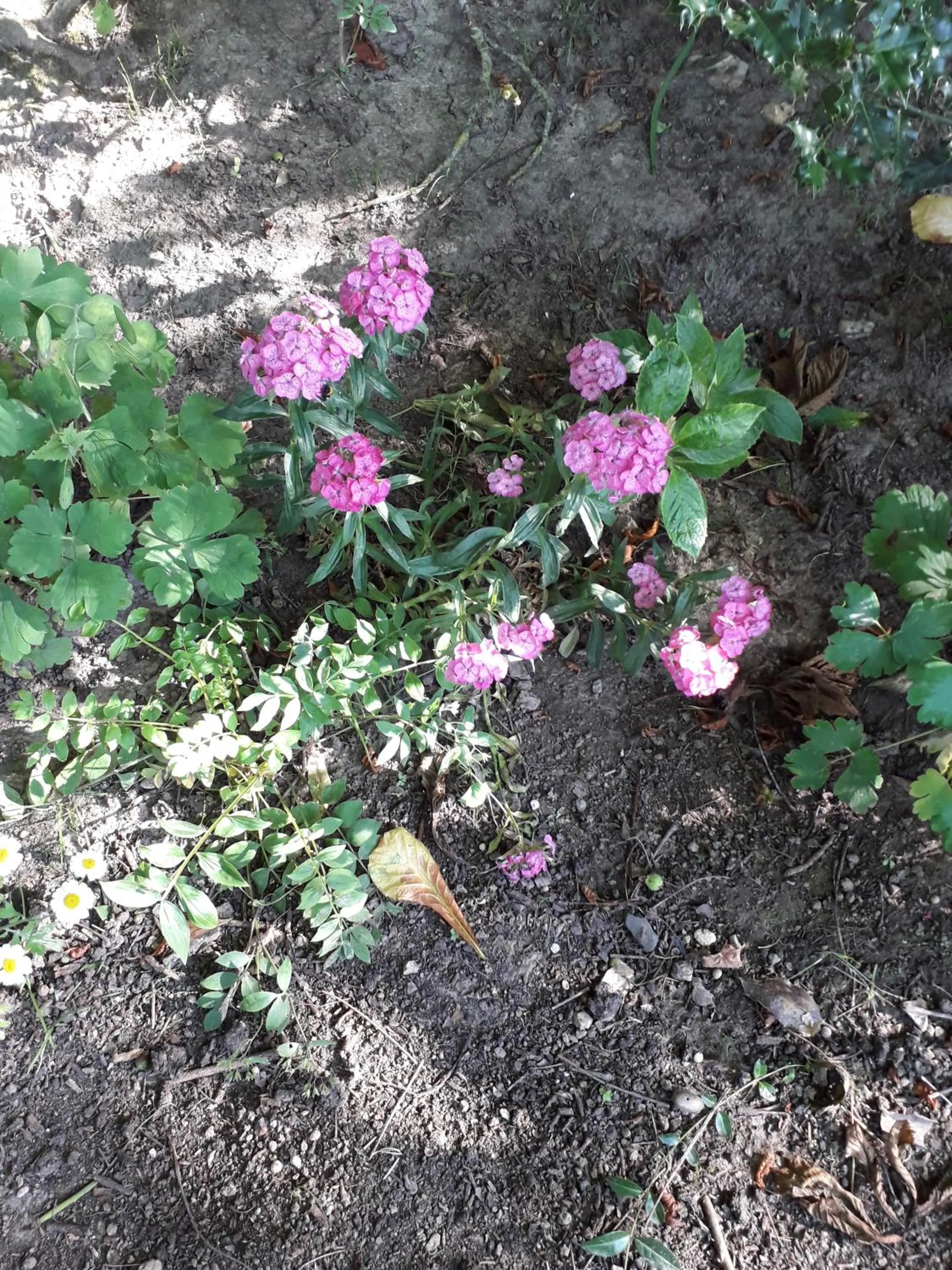 Chambres d'hôtes Manoir du Buquet