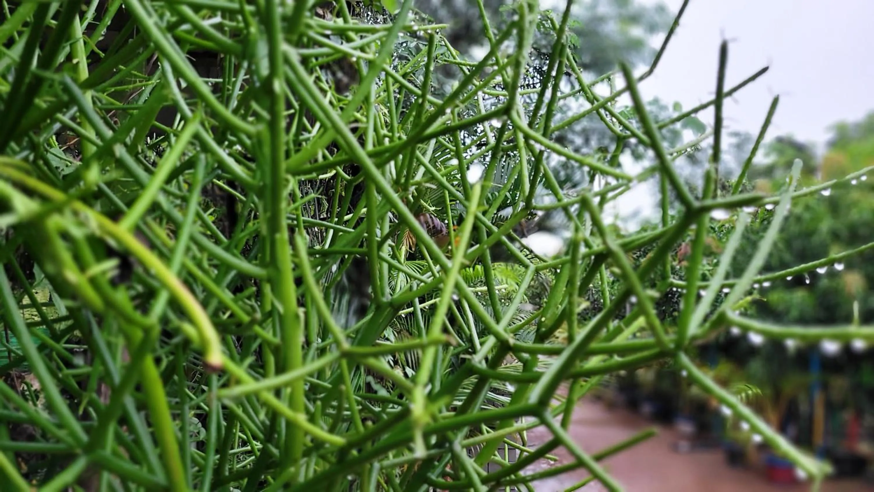 Natural landscape in Panchobon Art Resort