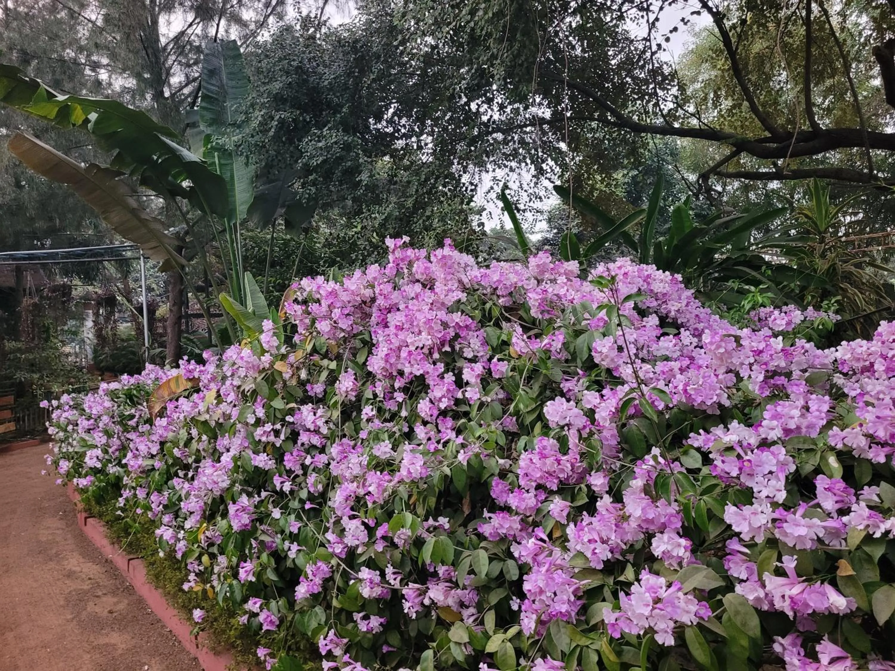 Garden view in Panchobon Art Resort