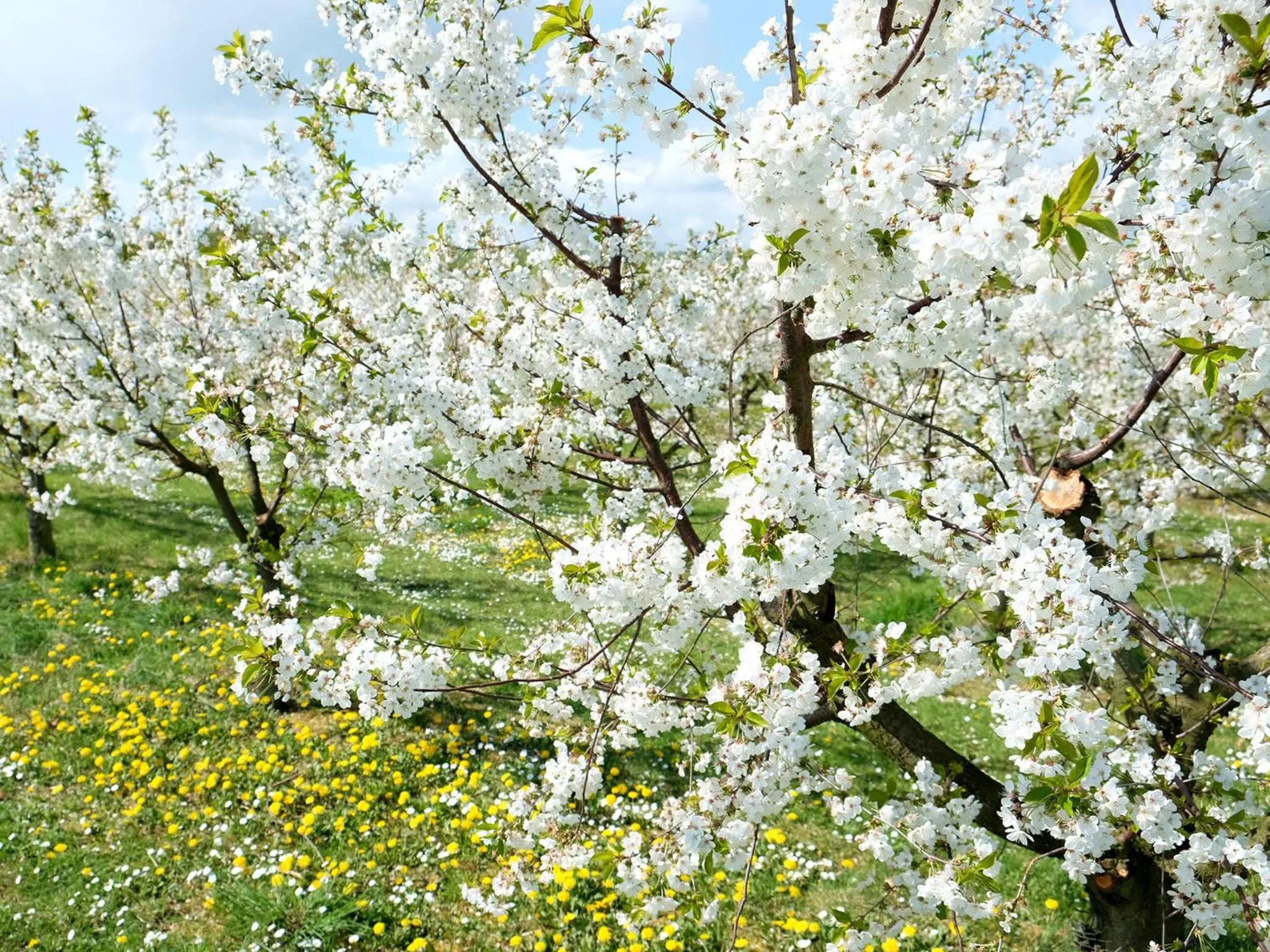 Spring in VILLA ORCHARD Frankfurt