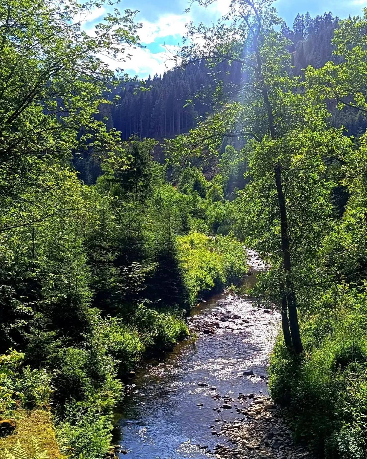 Natural landscape in Hotel Hafermarkt