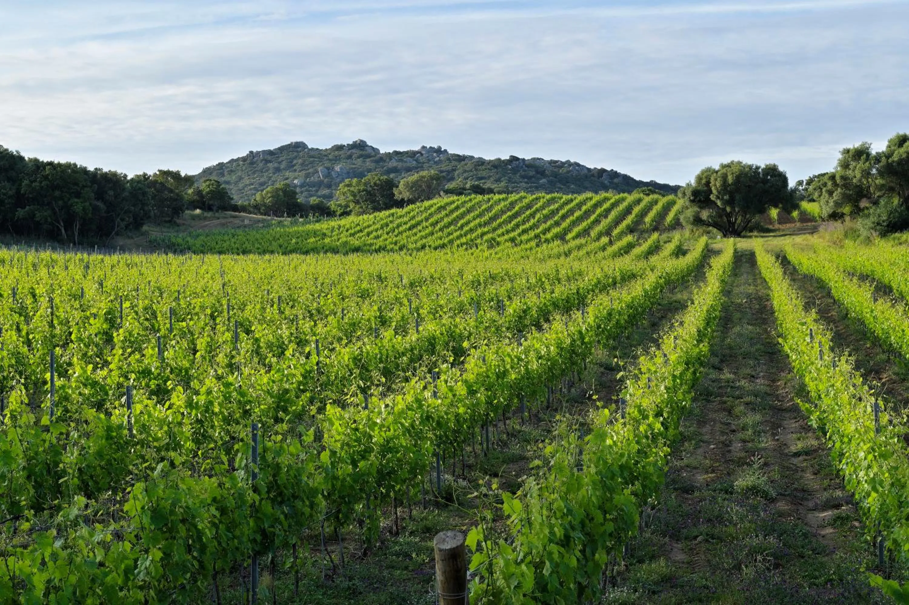 Garden in Domaine de Peretti della Rocca
