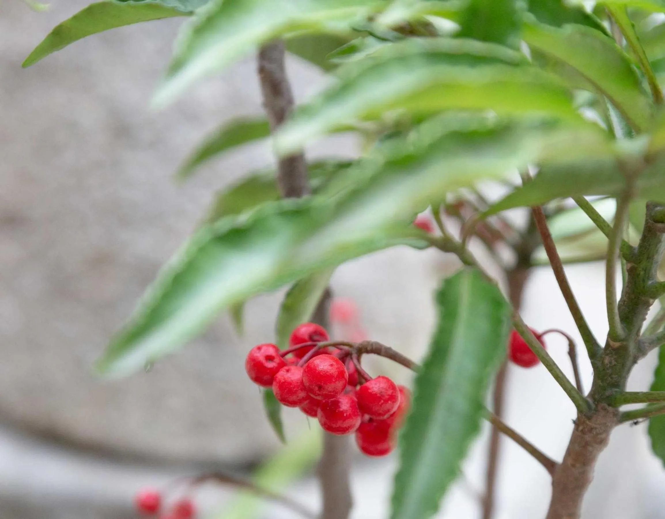 View (from property/room) in Kanade Matsubaragokomachi-Momijittei