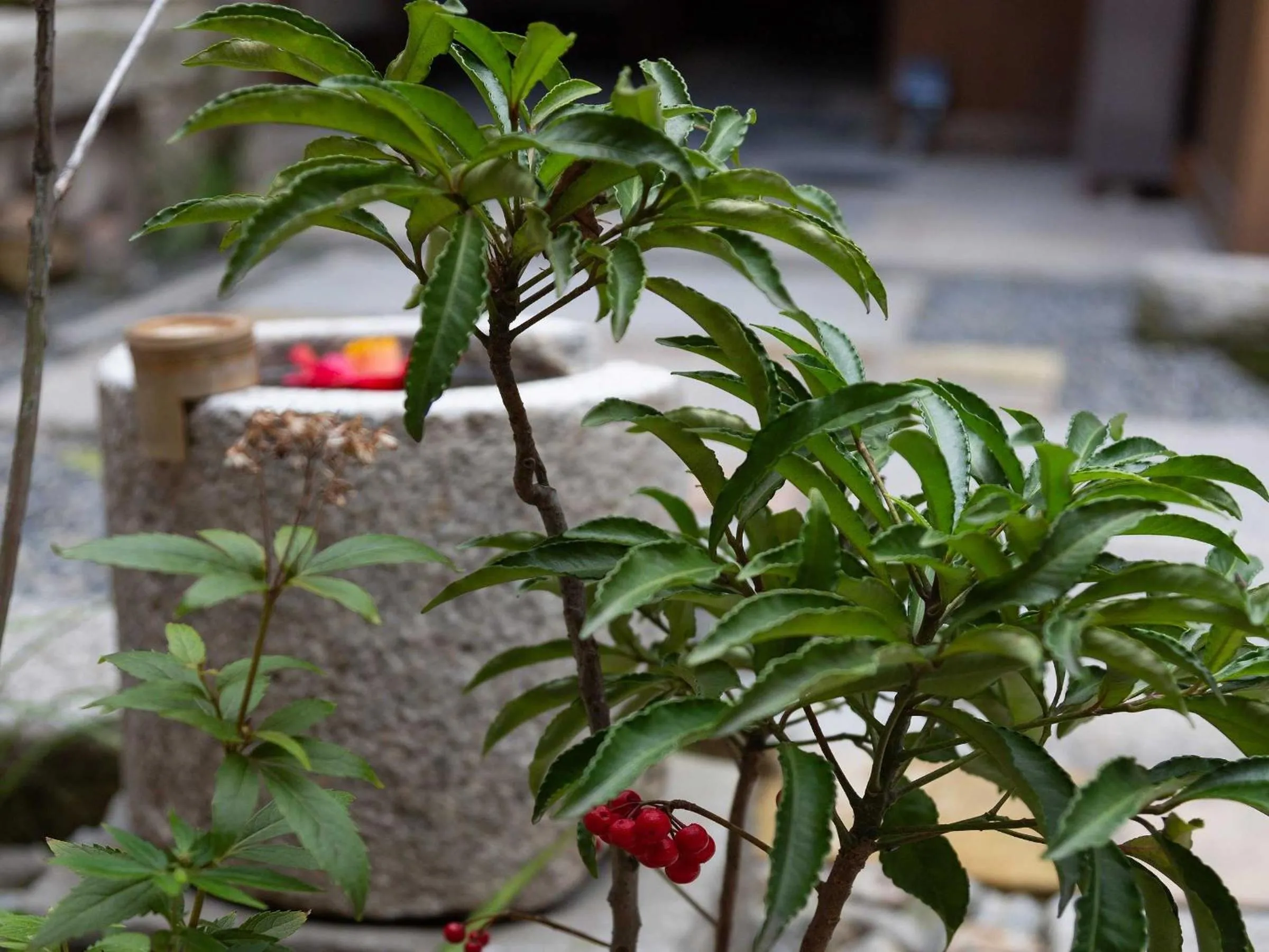 View (from property/room) in Kanade Matsubaragokomachi-Momijittei