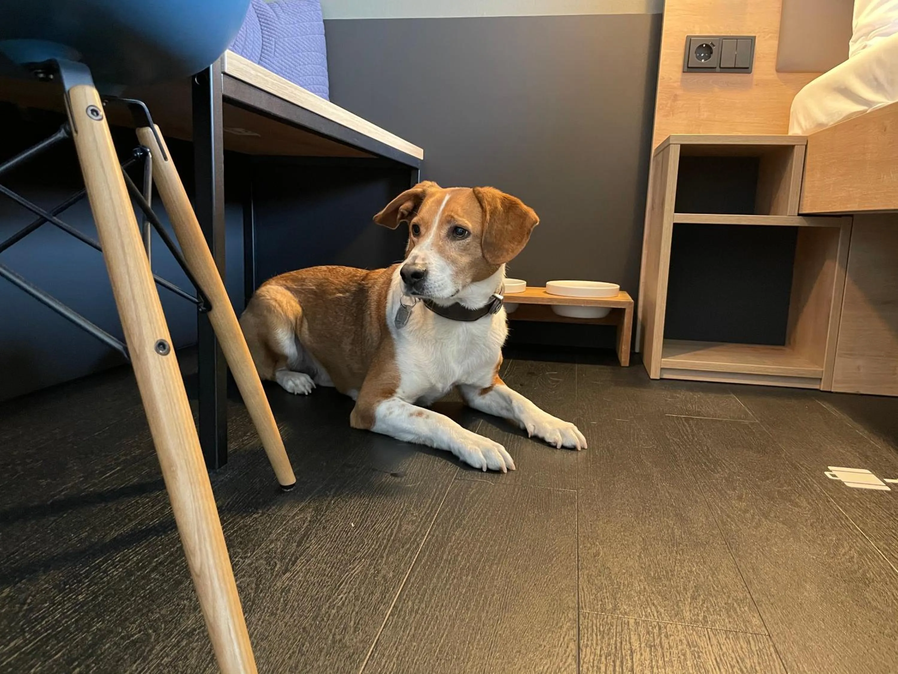 Animals in aletto Hotel Potsdamer Platz