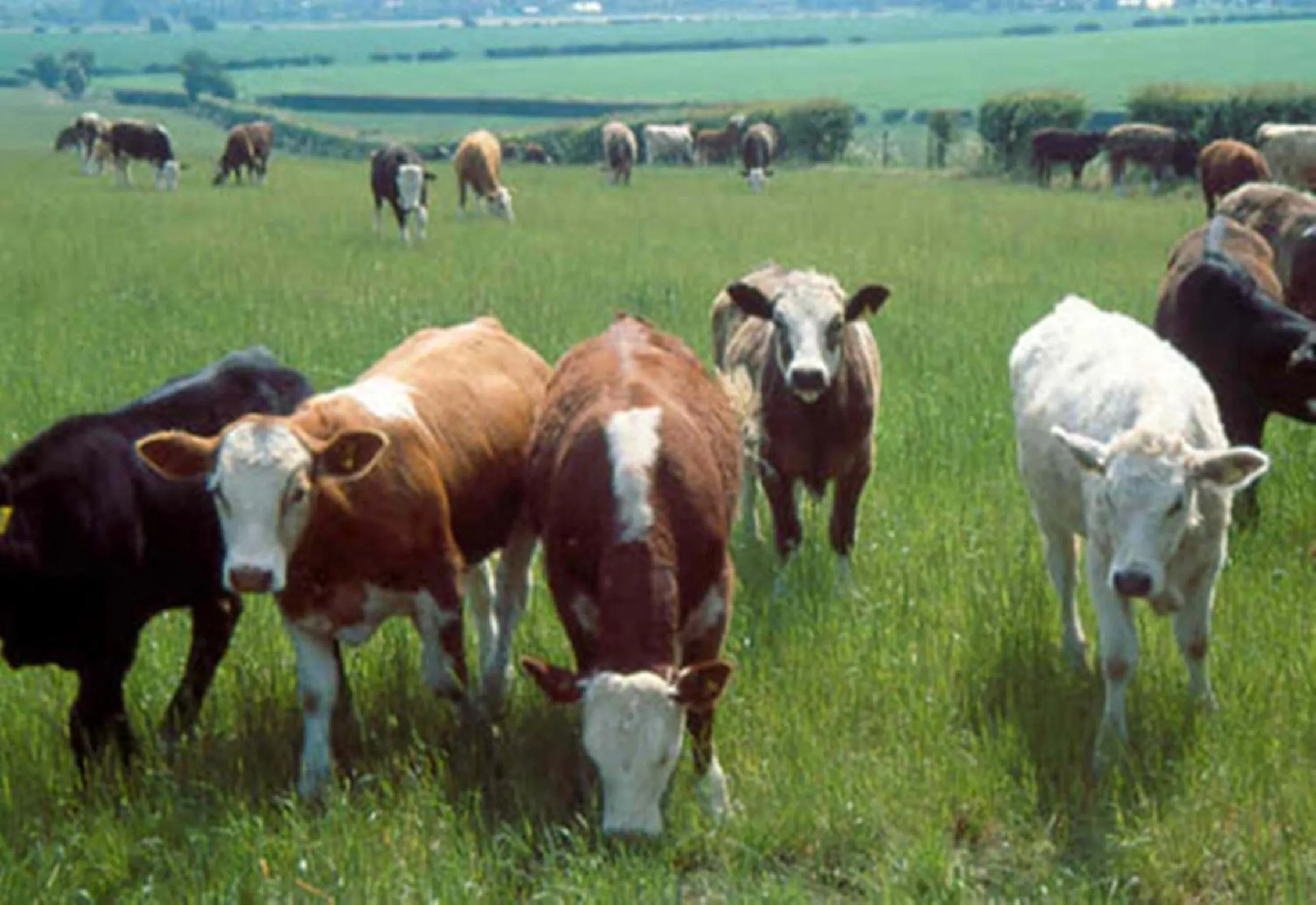 Area and facilities in La Fosse at Cranborne