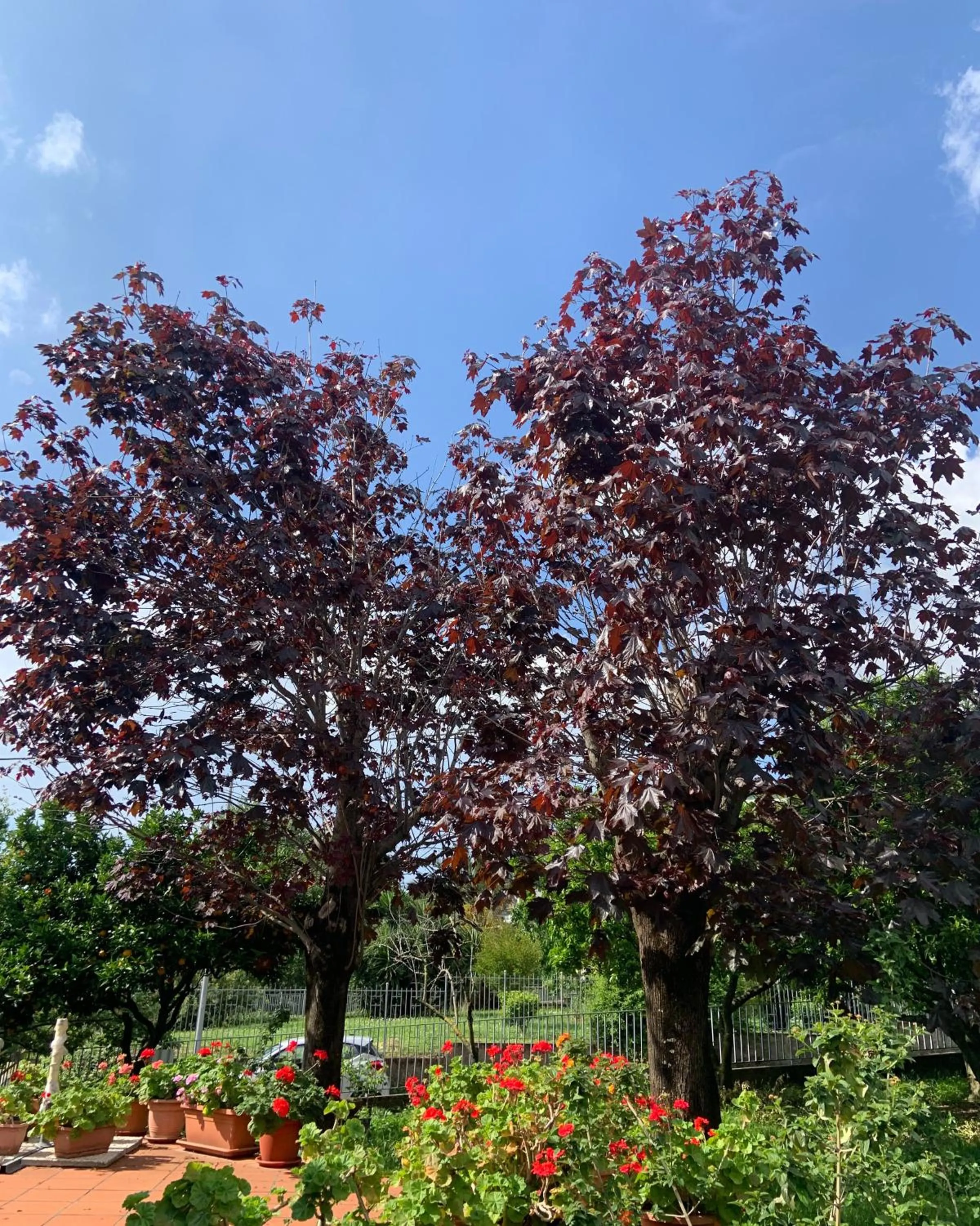 Garden view in AceroRosso B&B