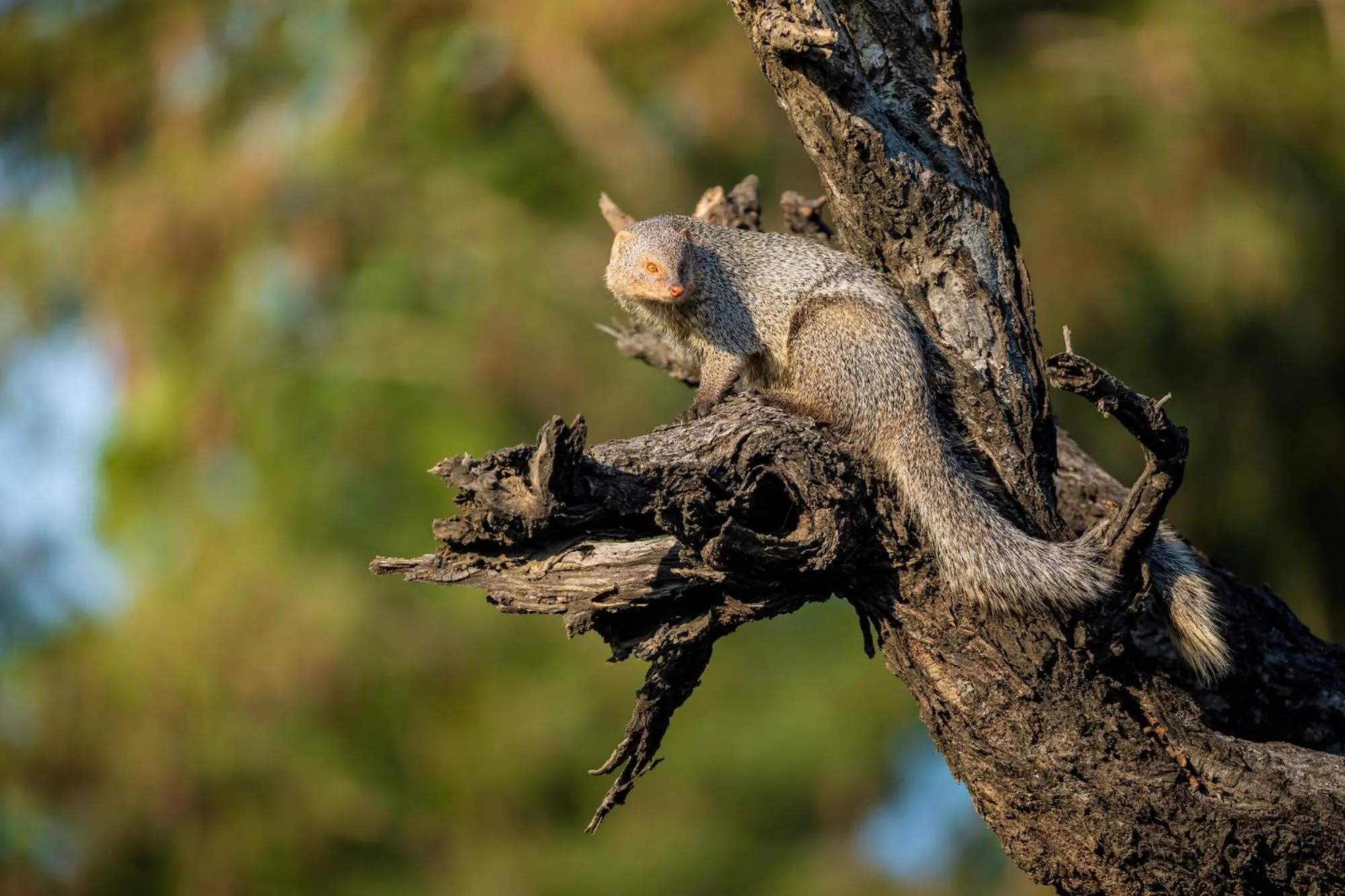 Animals in Sariska Manor Luxury Cottages Tehla
