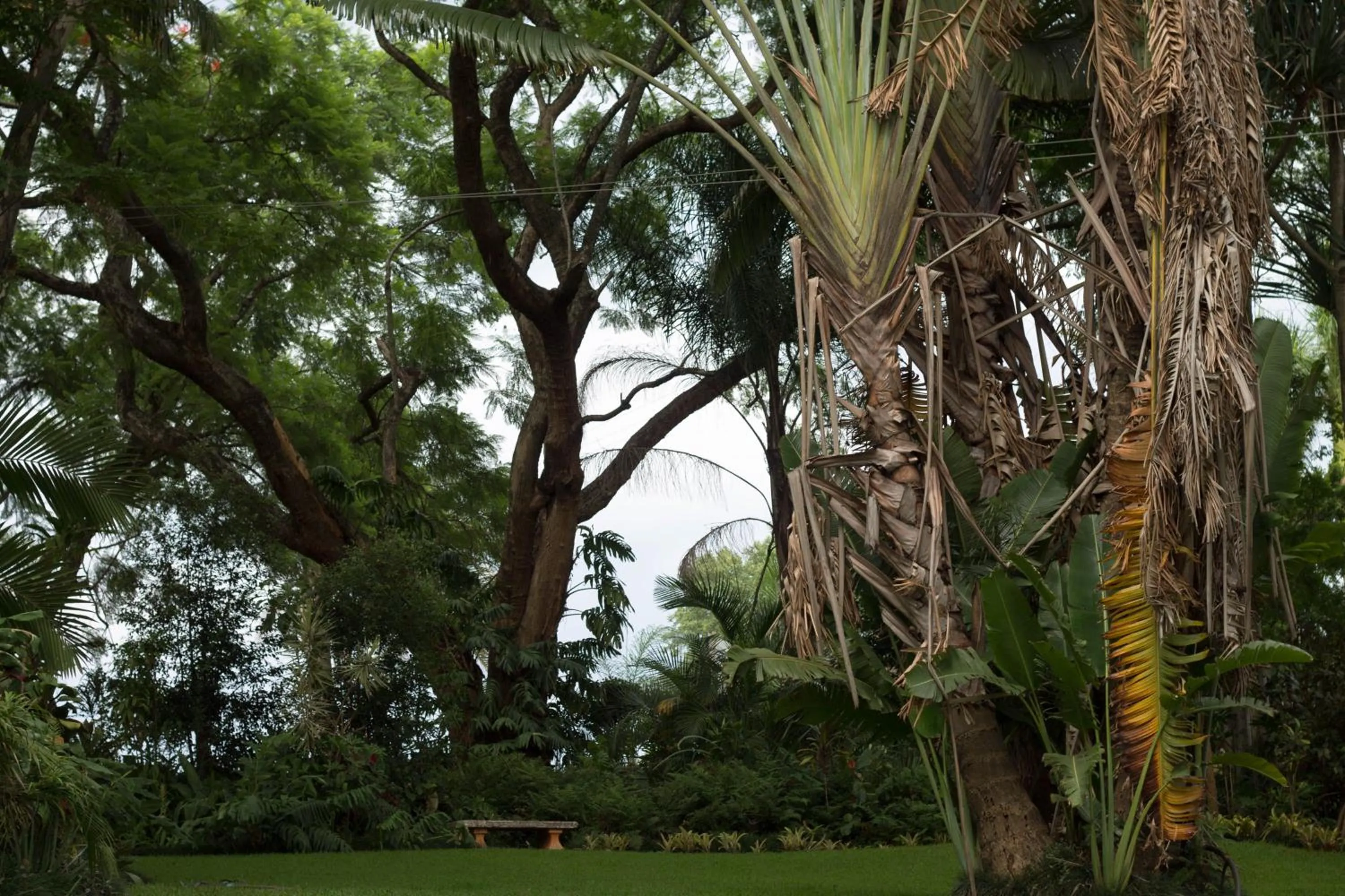 Garden in St George's Guest House