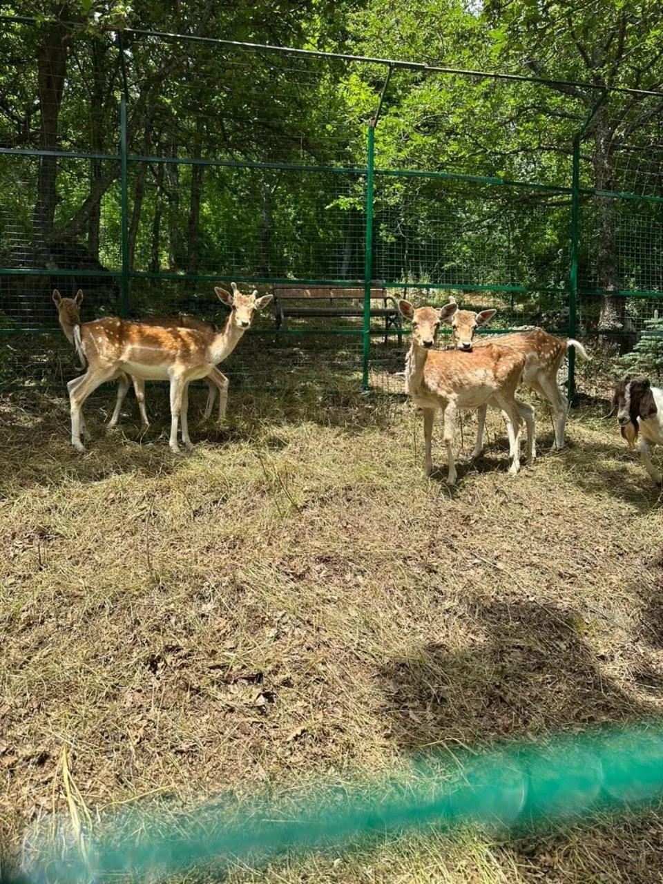 Aurora Resort Tsaghkadzor, By One