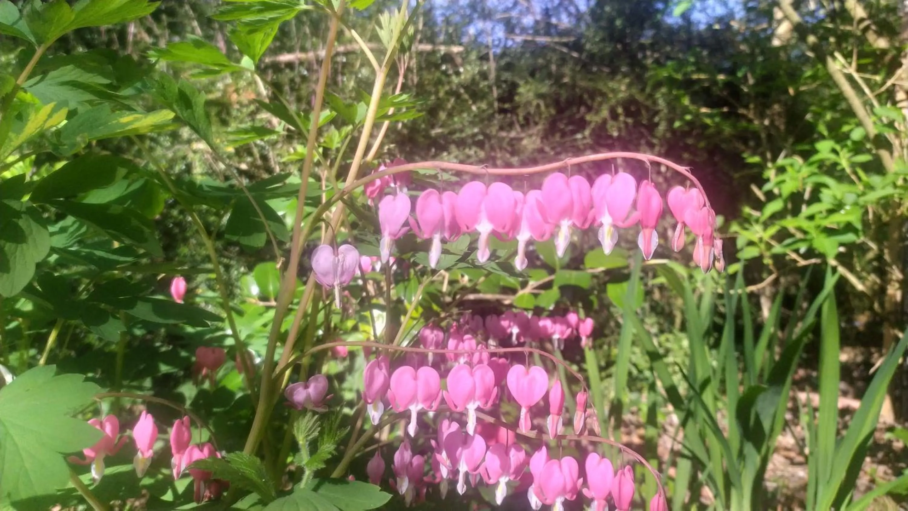 Garden in Thatched Eaves