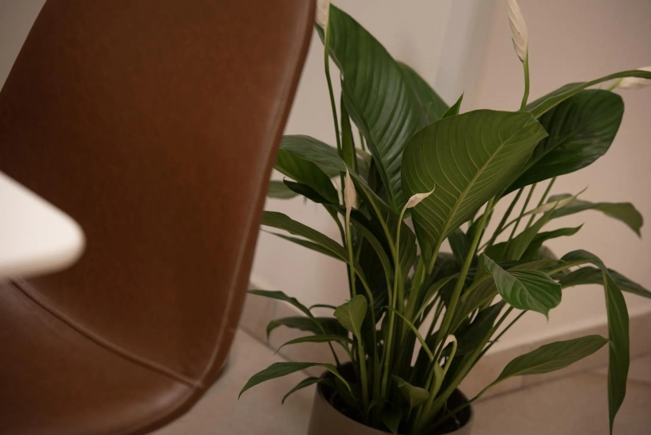 Decorative detail in White Swan Boutique Apartments