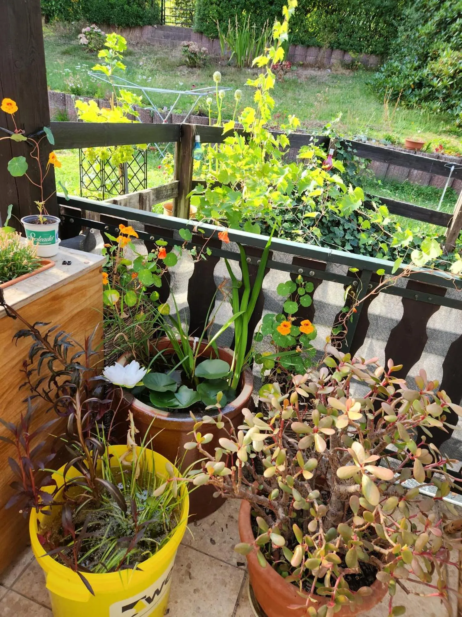 Balcony/Terrace in Gasthaus Hochwald