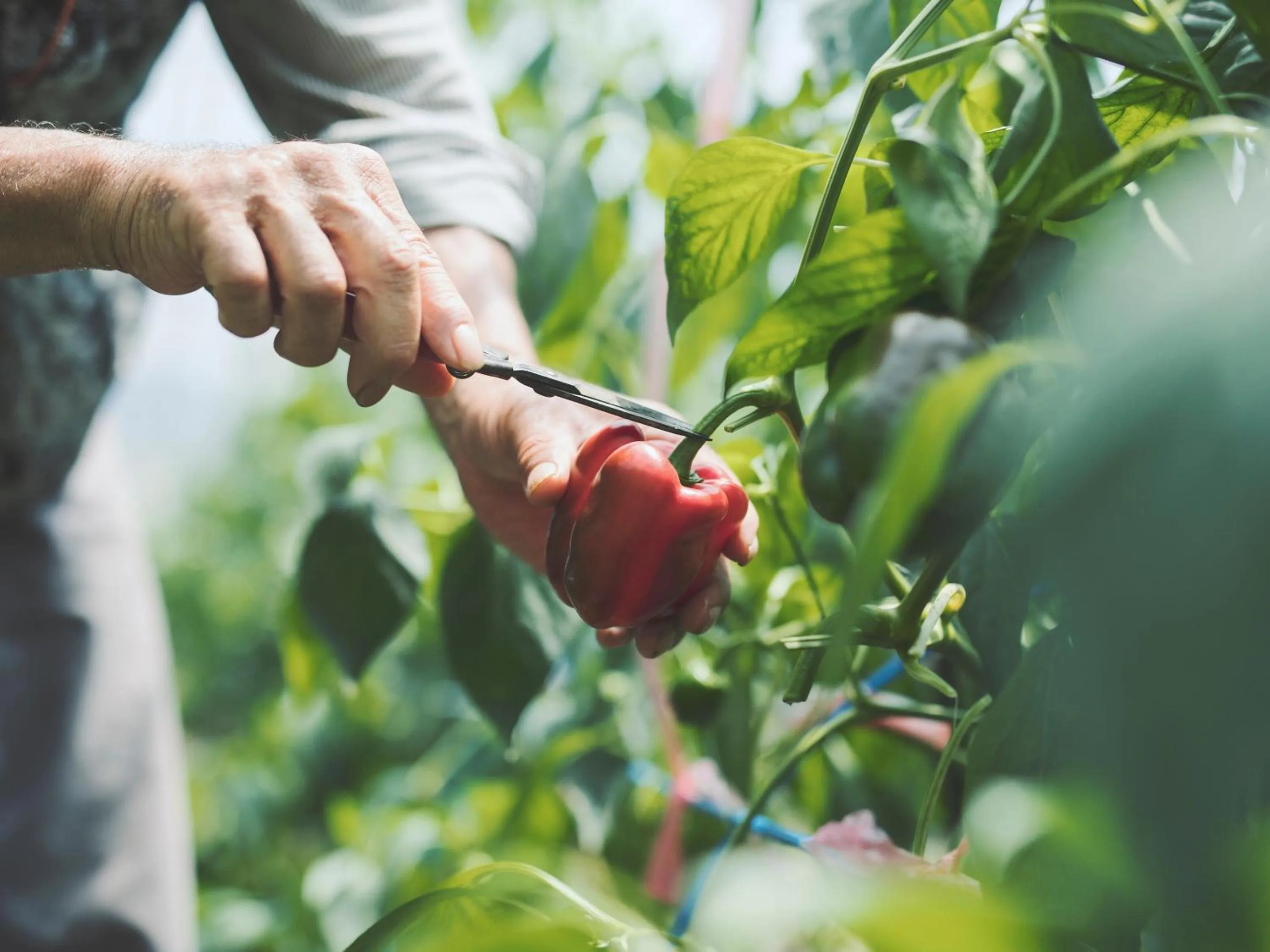 Food and drinks in SOKI ATAMI
