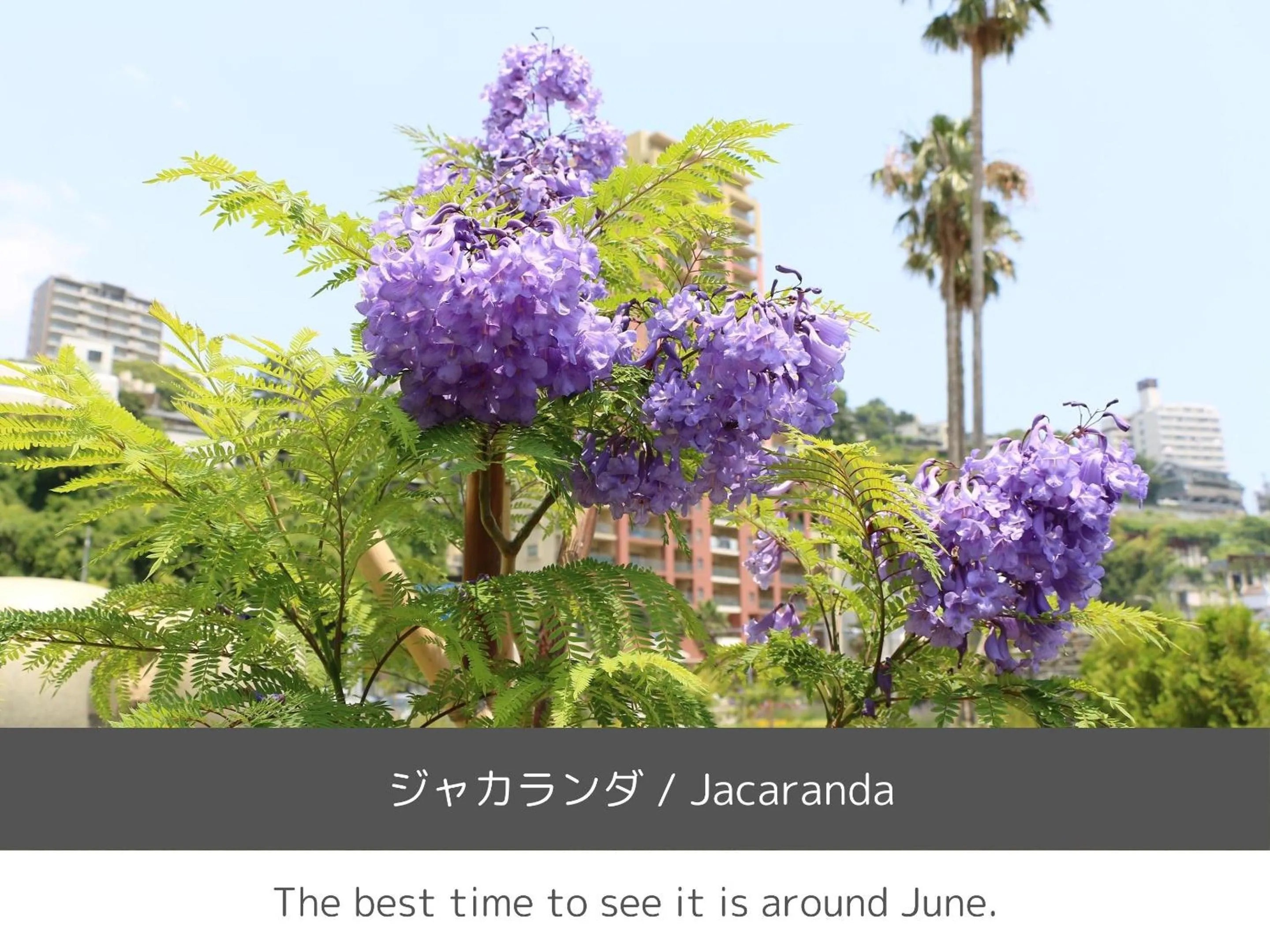 Nearby landmark in SOKI ATAMI