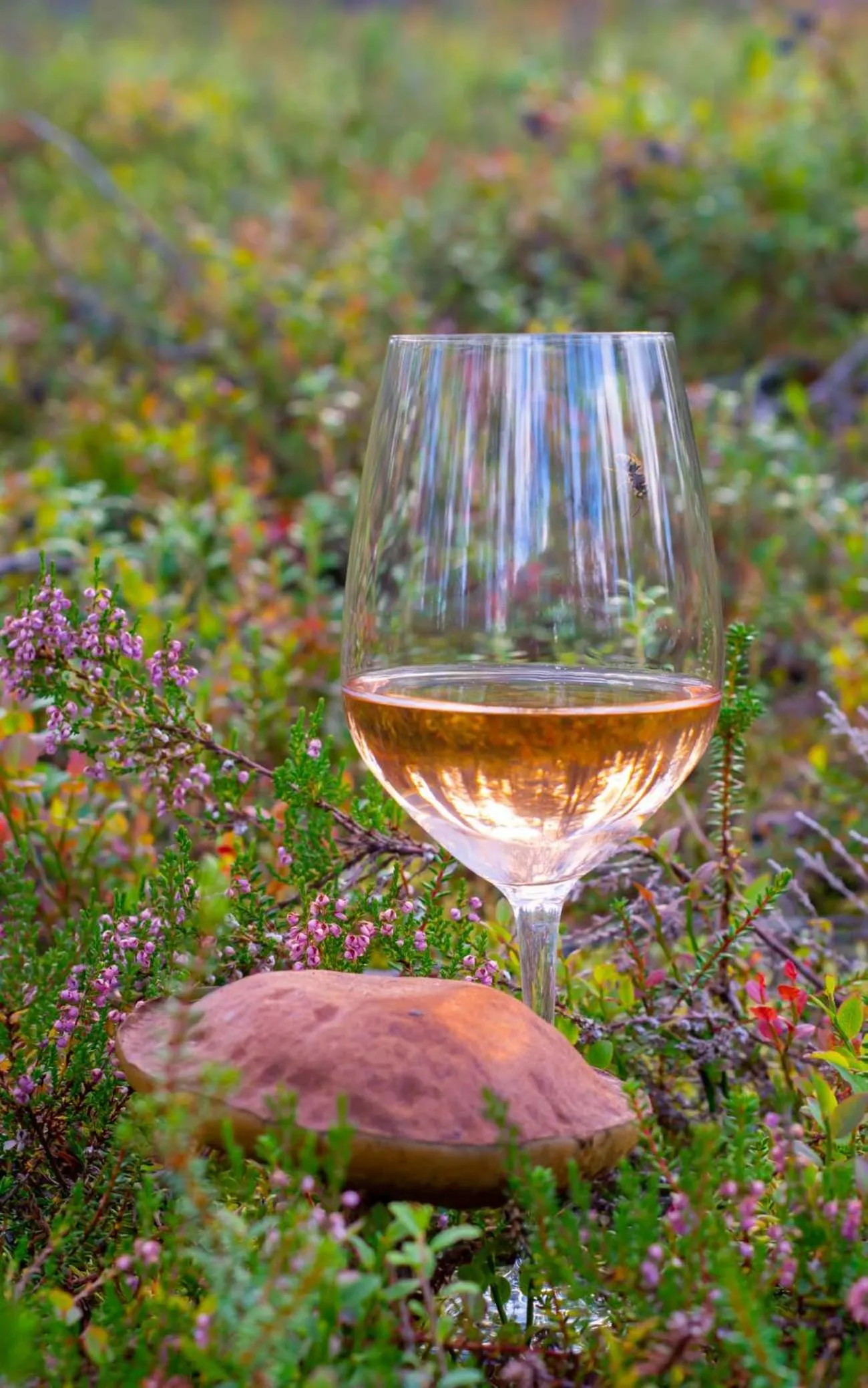 Restaurant/places to eat in Arctic Skylight Lodge