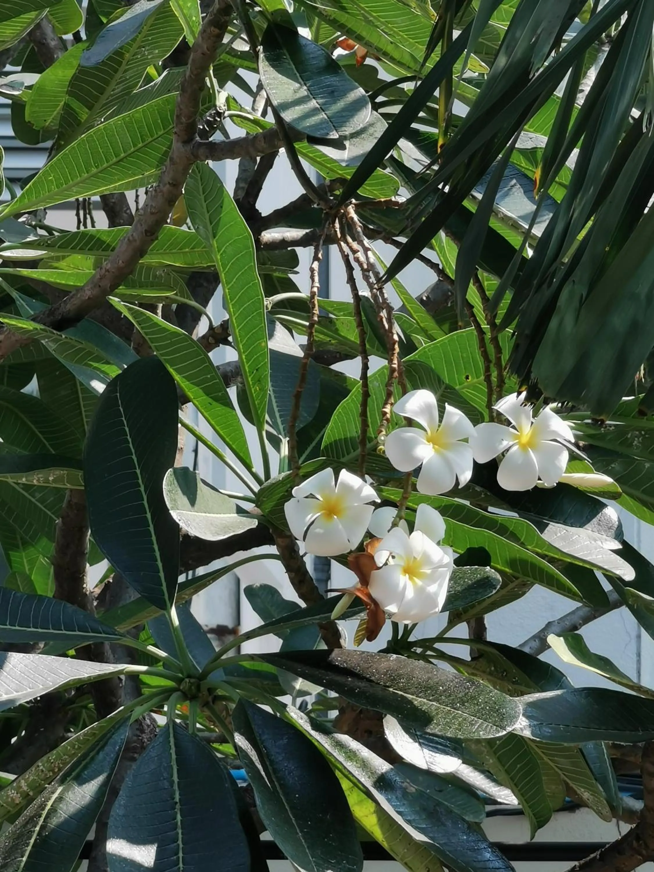 Garden view in TAVEE Guesthouse