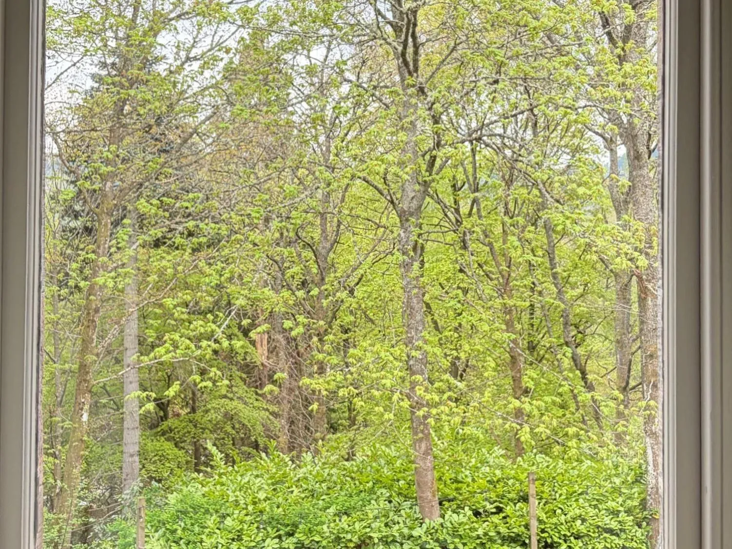 Natural landscape in Birchwood Pitlochry