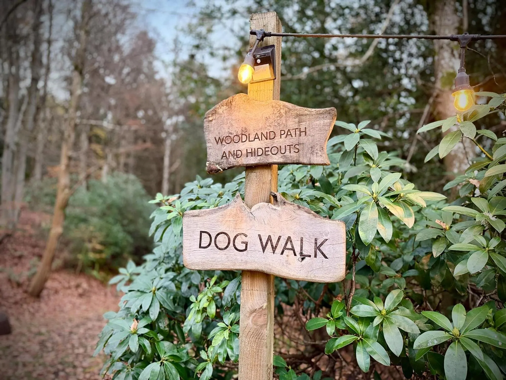 Natural landscape in Birchwood Pitlochry