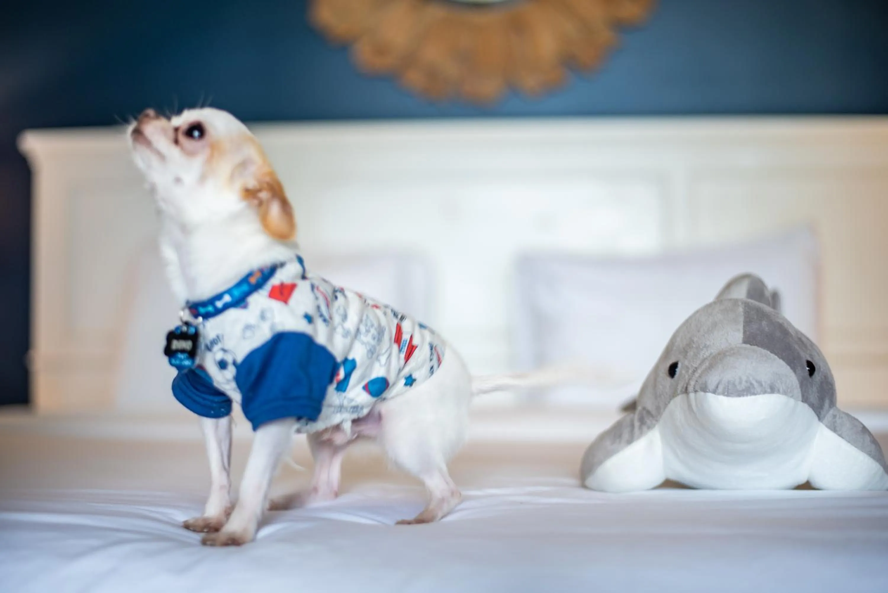 Pets in Banana Bay Resort & Marina