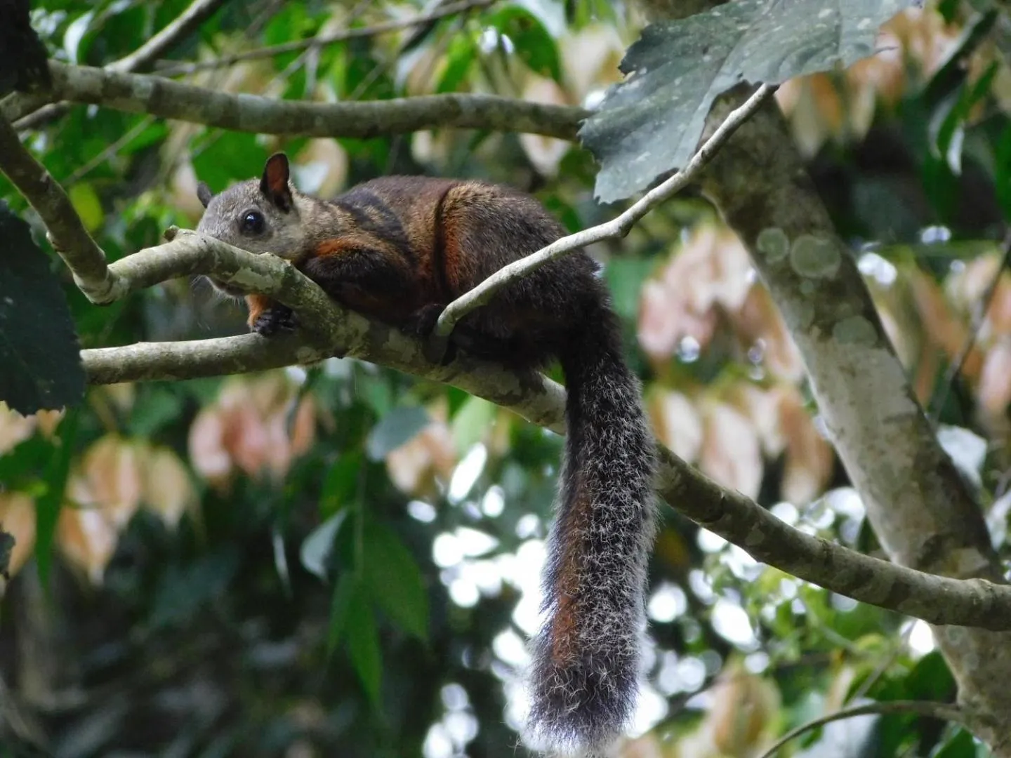 Natural landscape in Guayabo Lodge