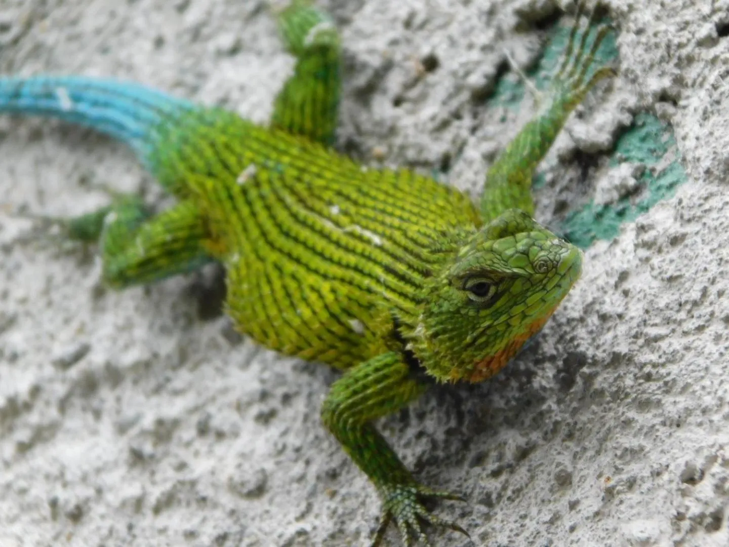 Natural landscape in Guayabo Lodge