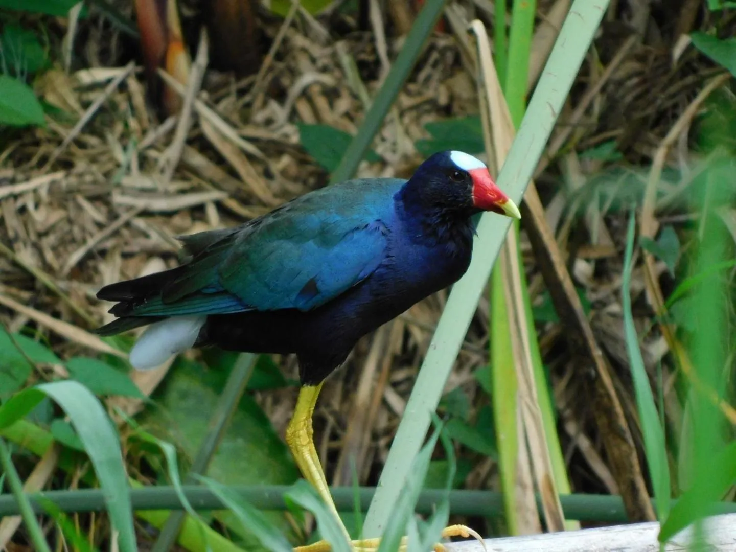 Natural landscape in Guayabo Lodge