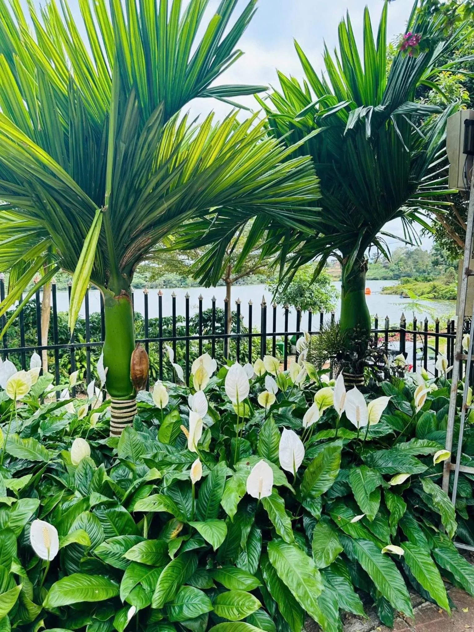 Natural landscape in An An Homestay Bảo Lộc