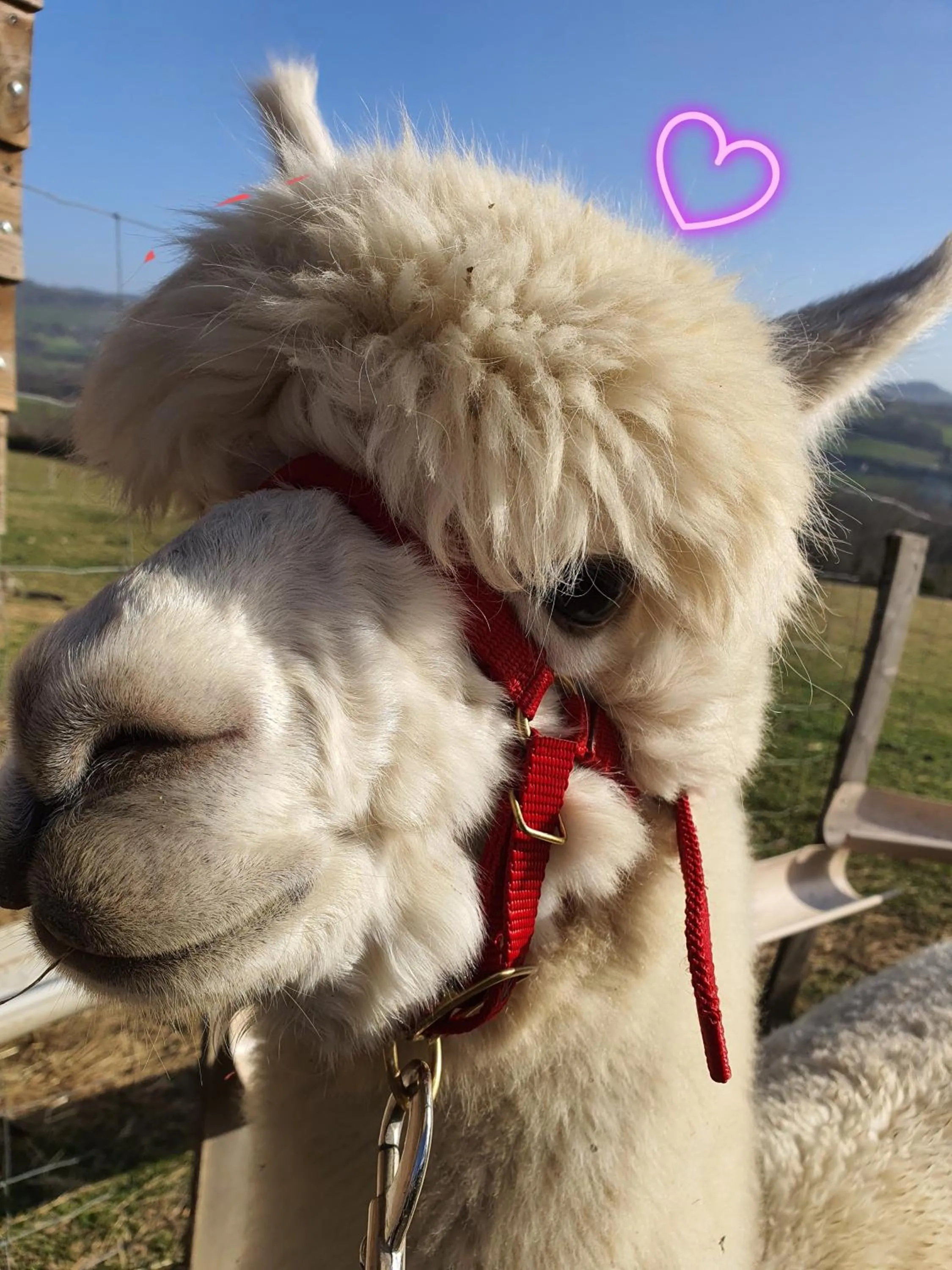 ALPAGAS DU DOMAINE MAEL