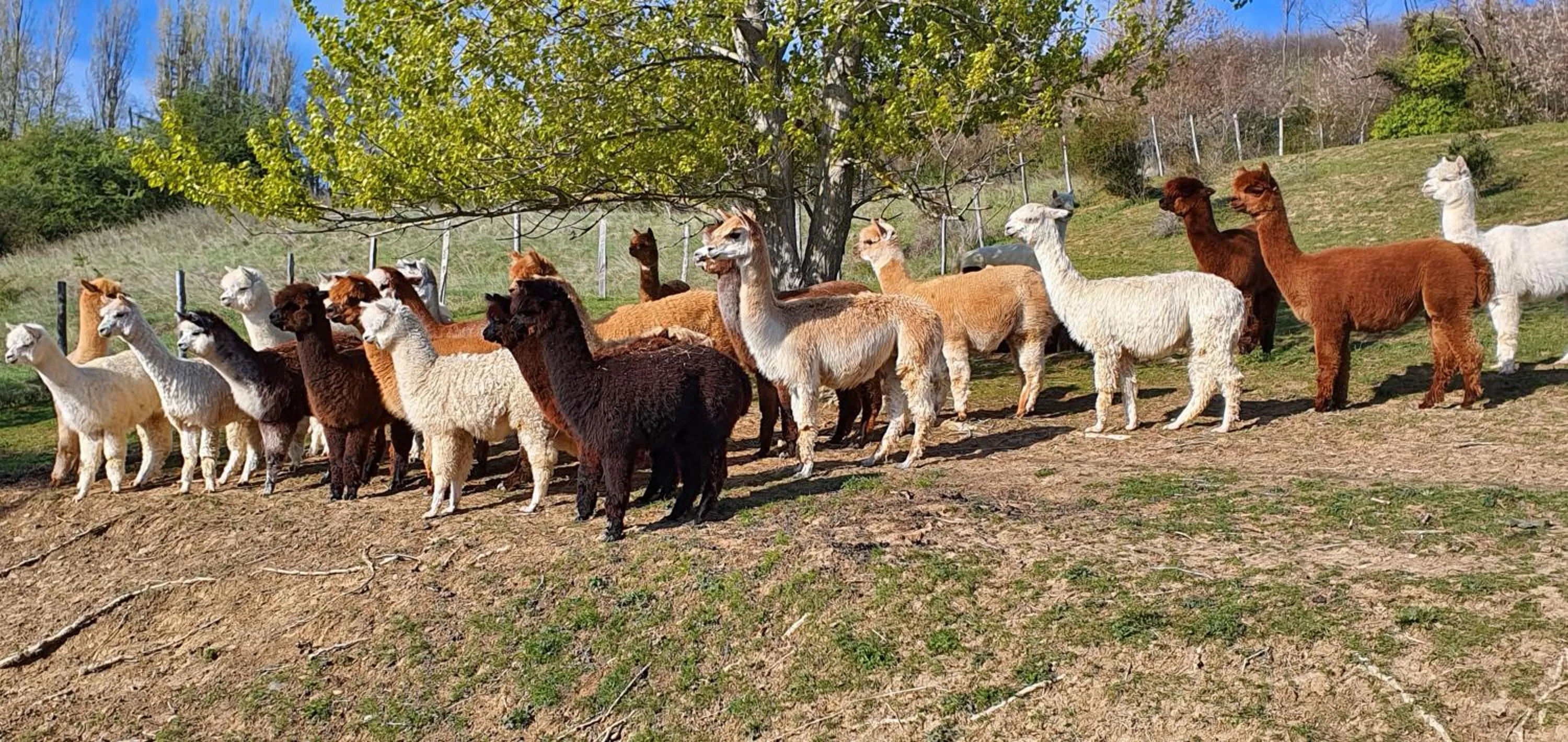 Day in ALPAGAS DU DOMAINE MAEL