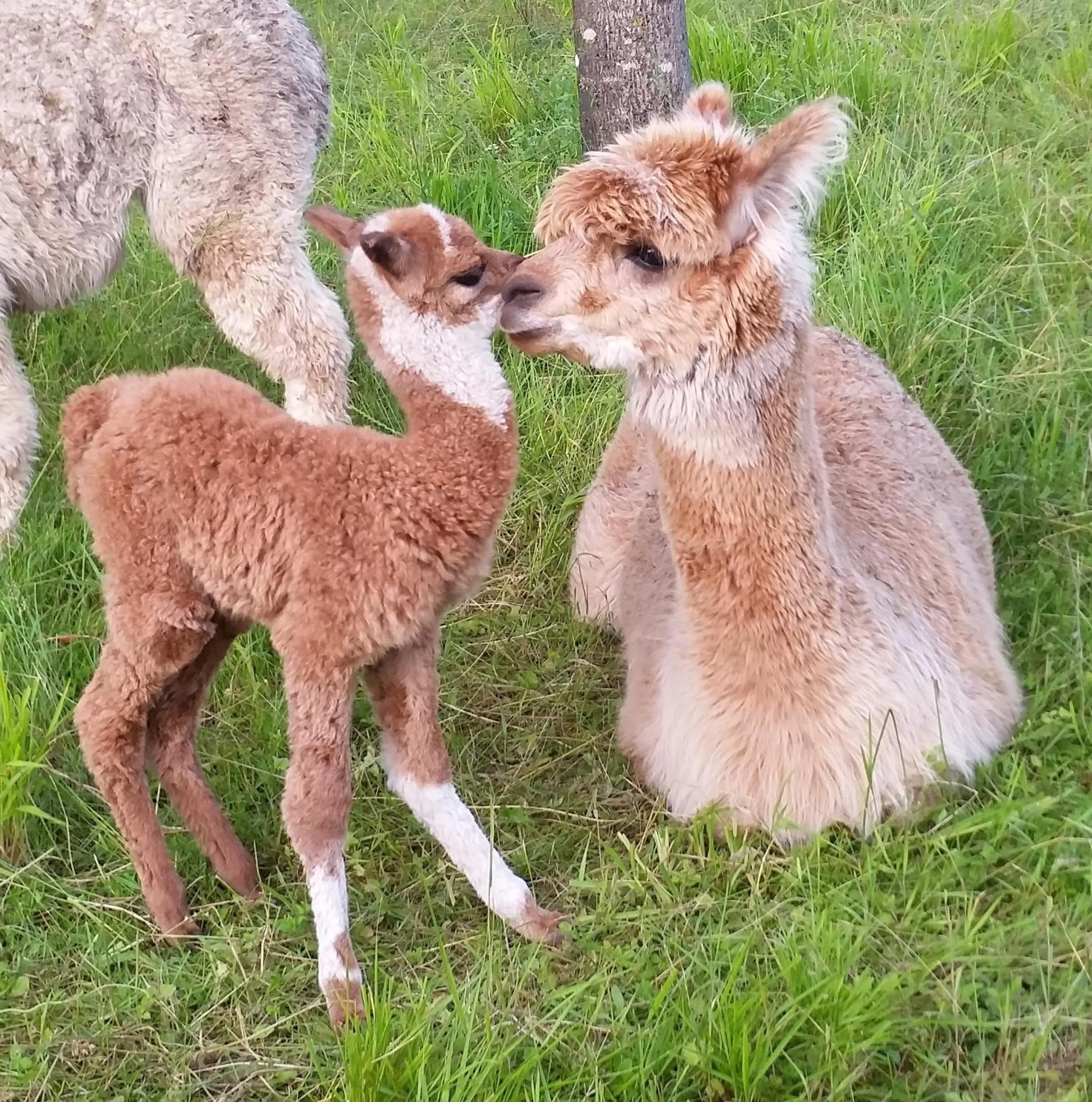 ALPAGAS DU DOMAINE MAEL