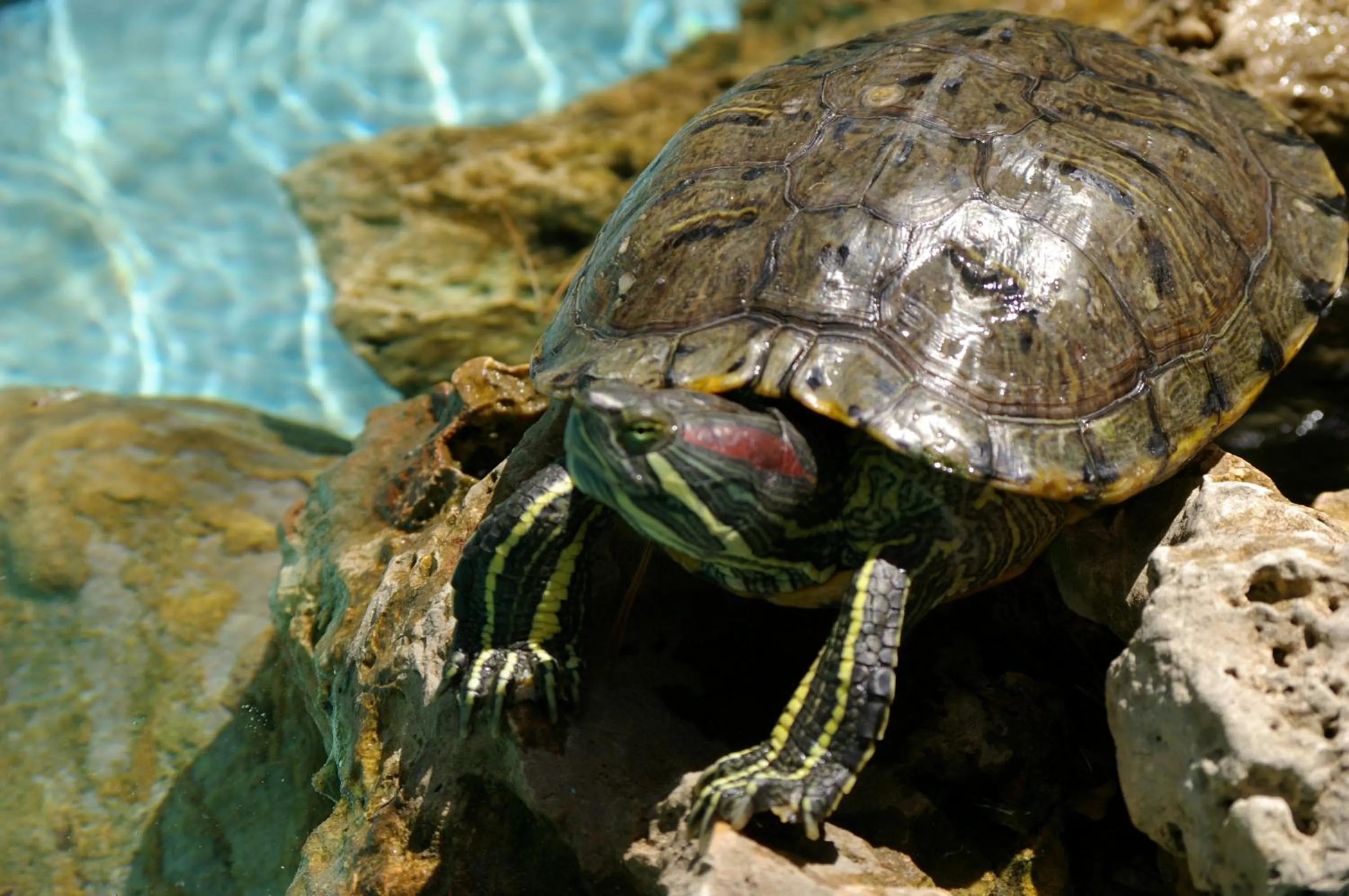 Animals in Riva dei Greci Camping Village