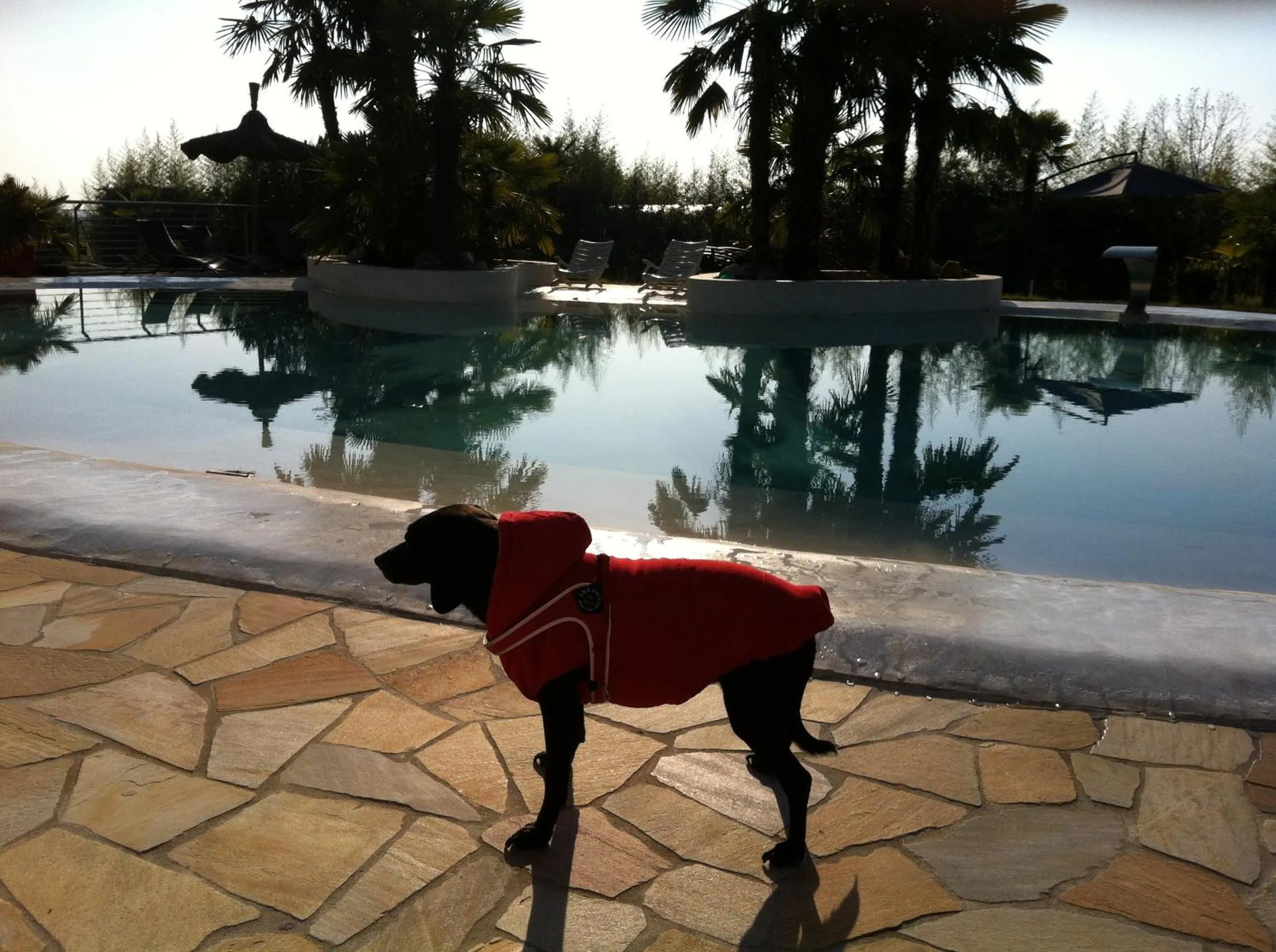 Pets in AgriturismoB&B Loggia Degli Artisti
