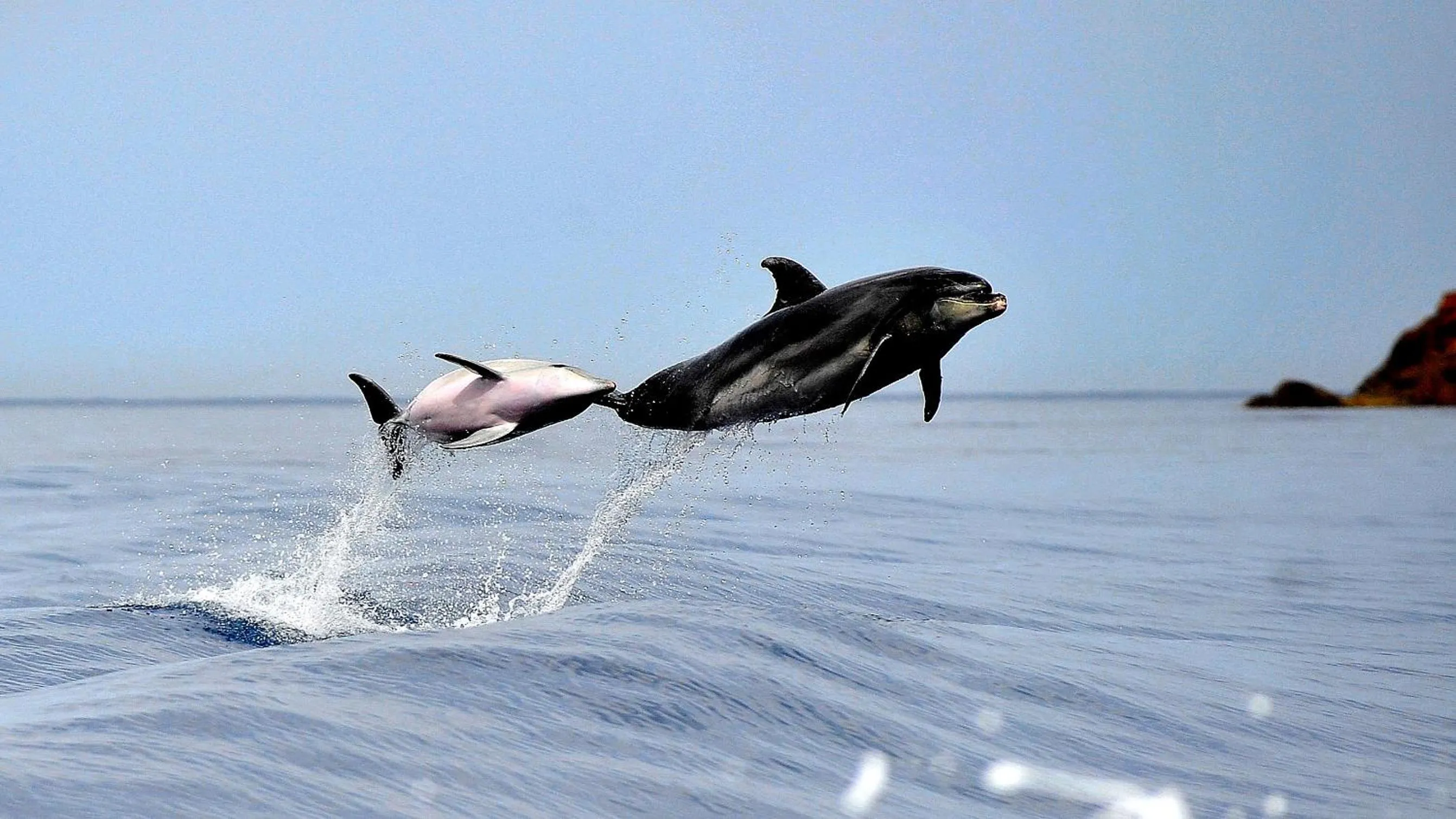 Hôtel Colombo- Porto Corse