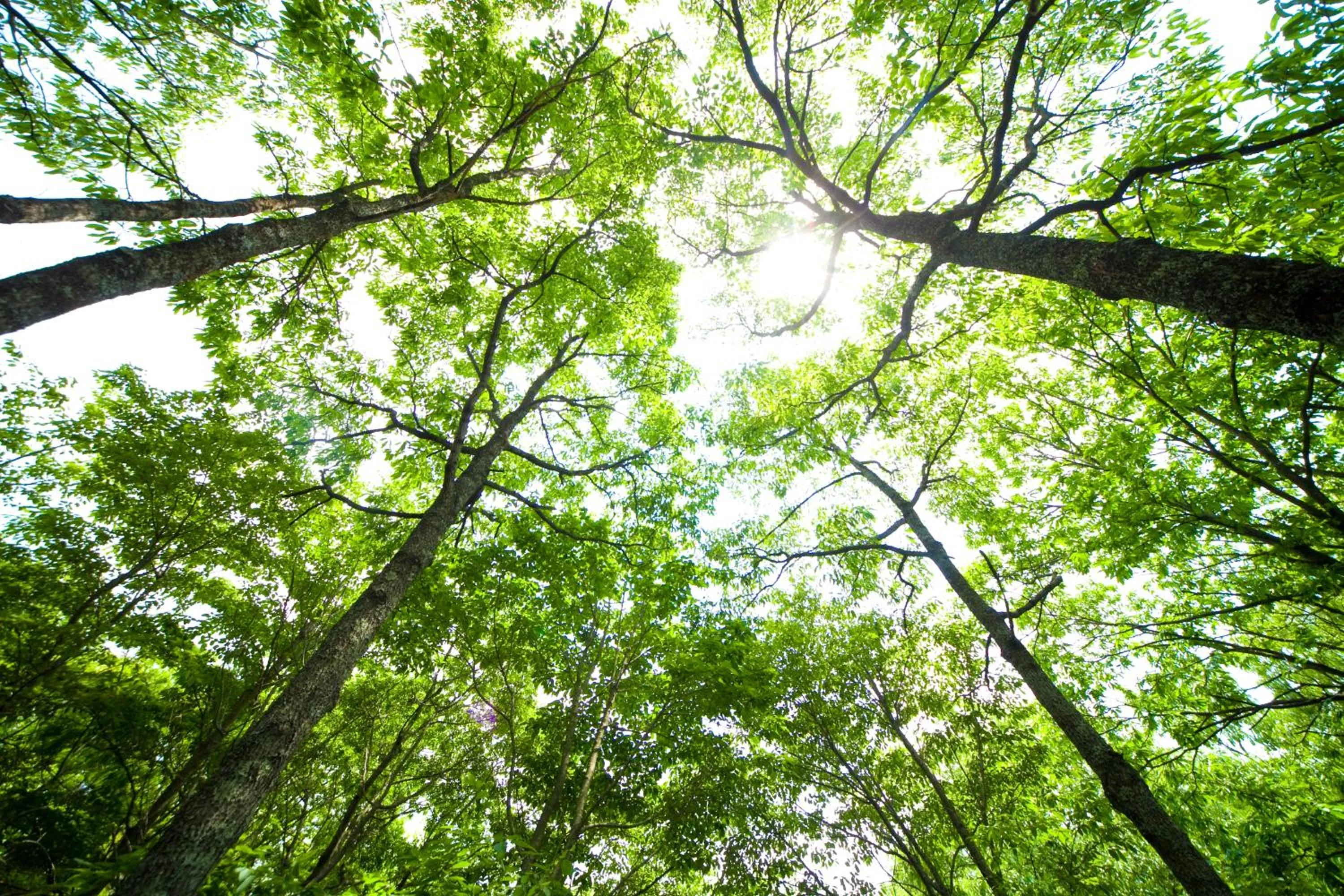 Natural landscape in Yufuin Tsukahara Kogen Sanso Donguri