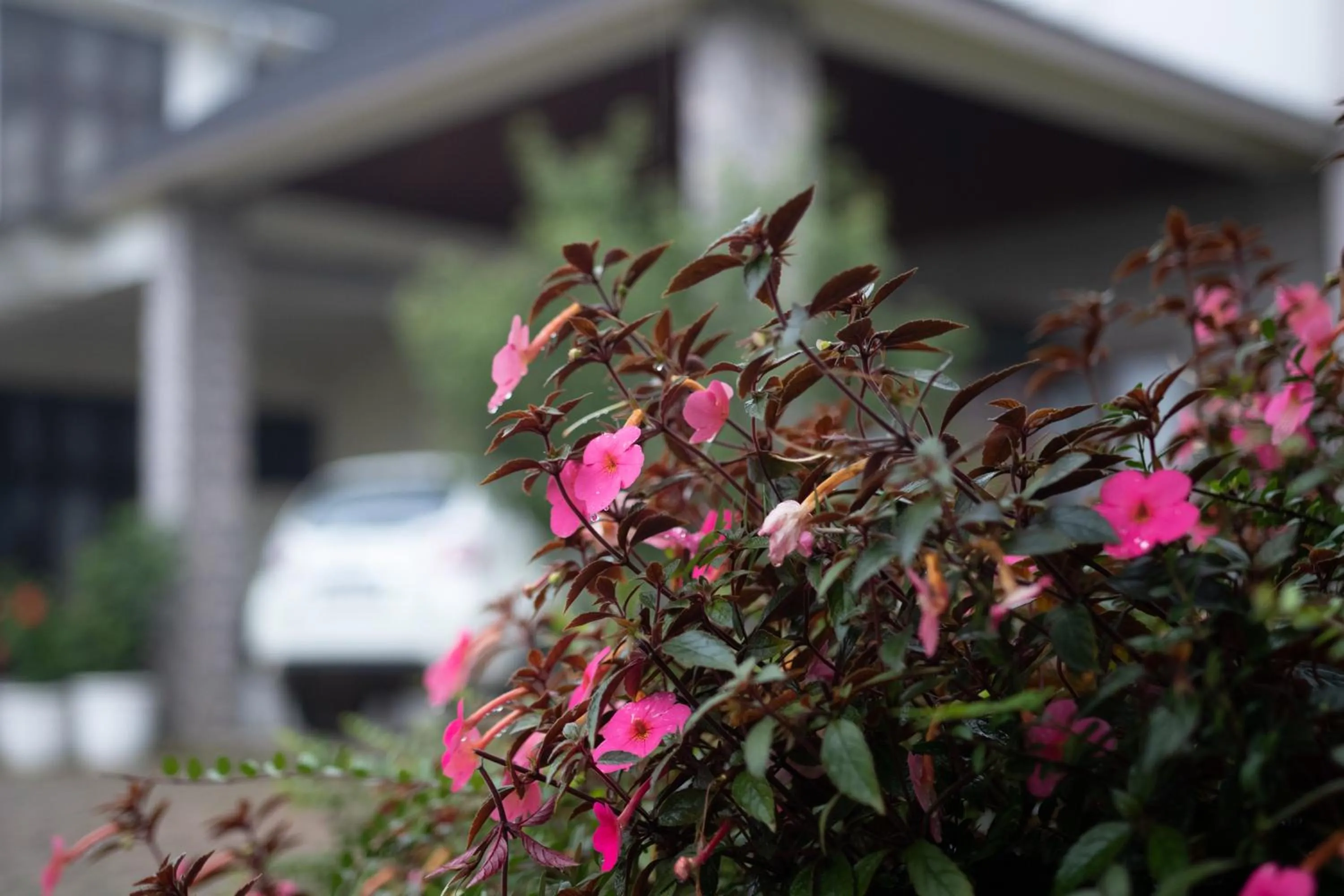 Property building in Akim Homestay