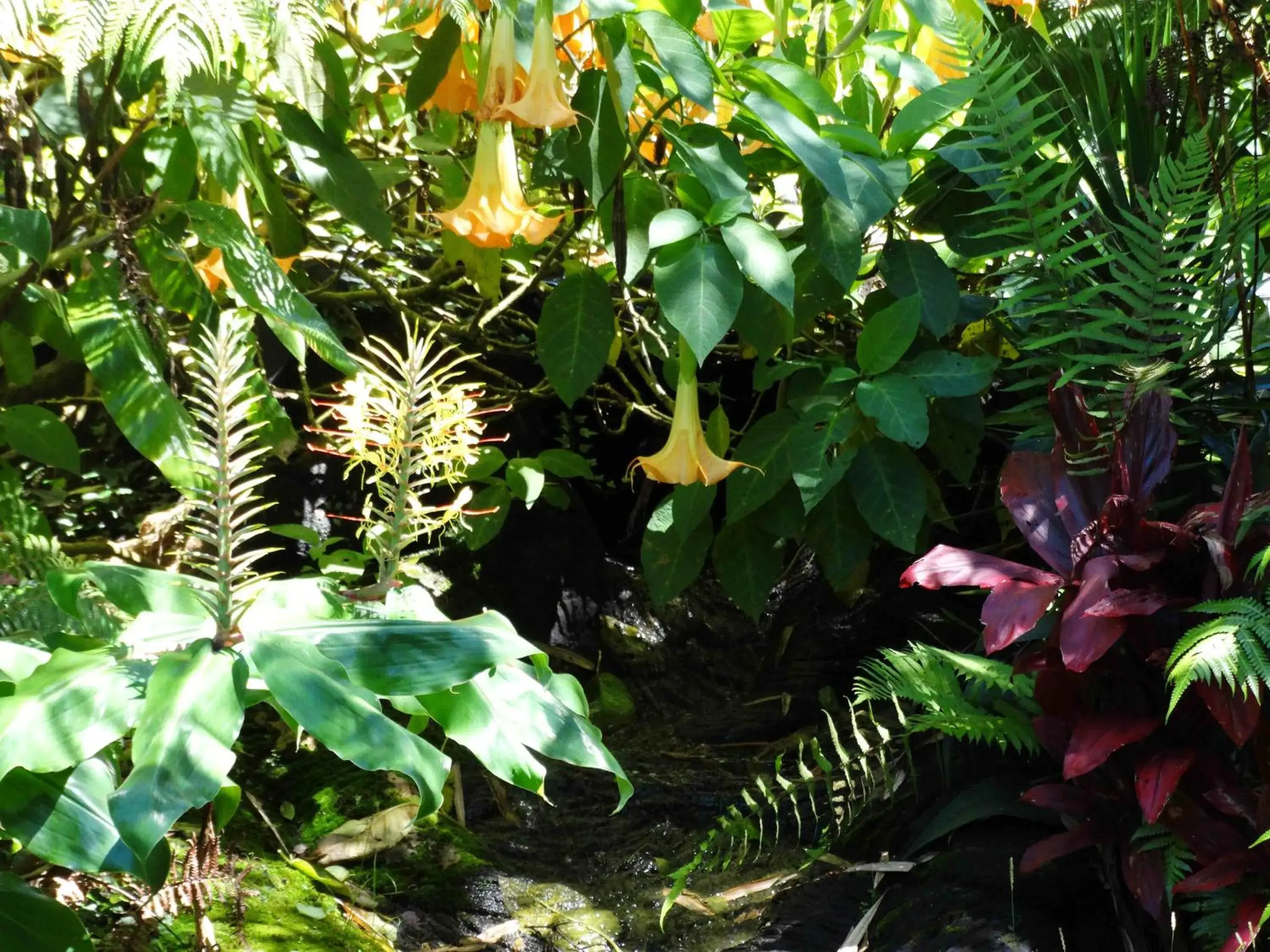 Chalet Kilauea Chalet Kilauea