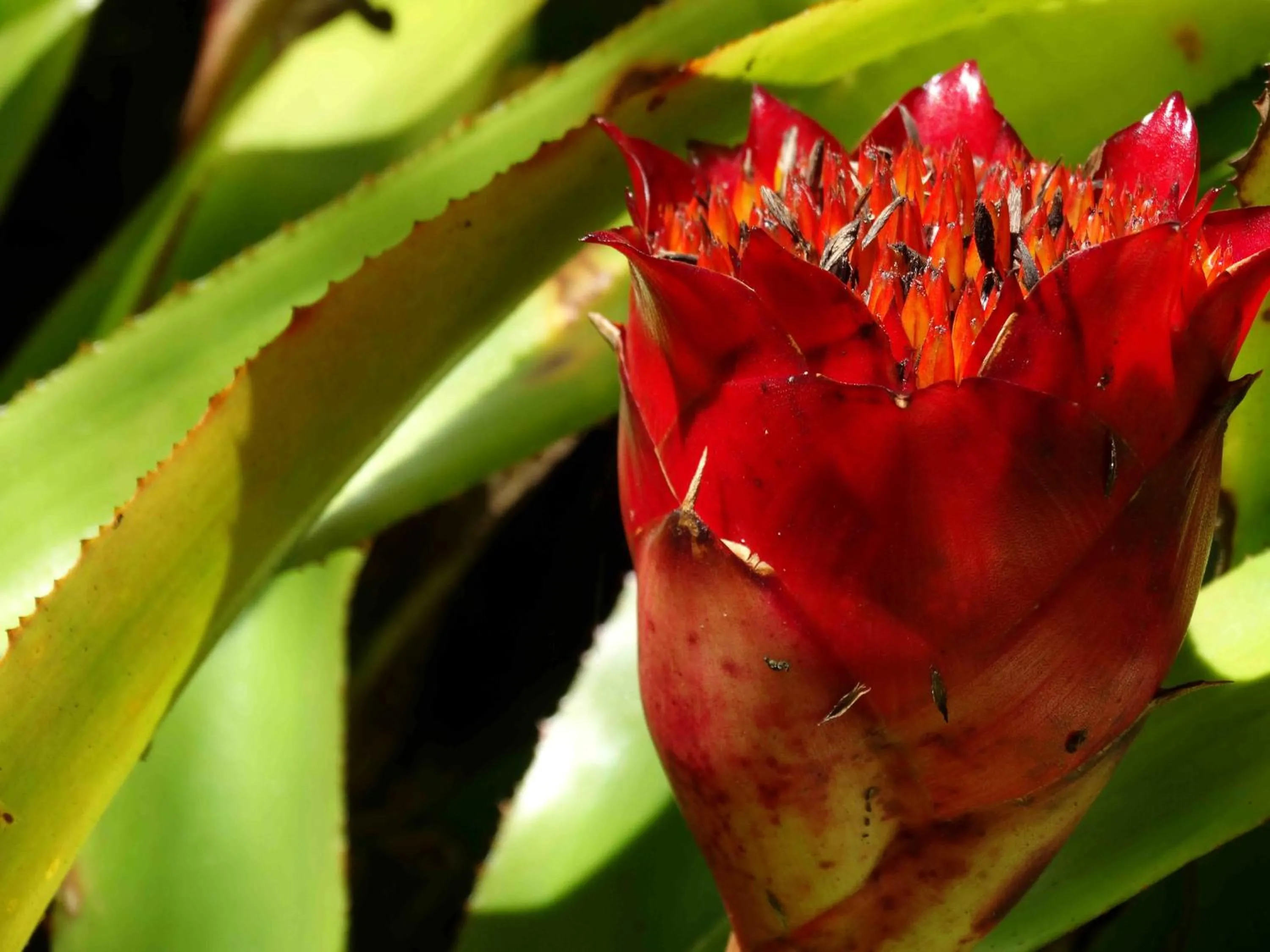 Garden in Chalet Kilauea