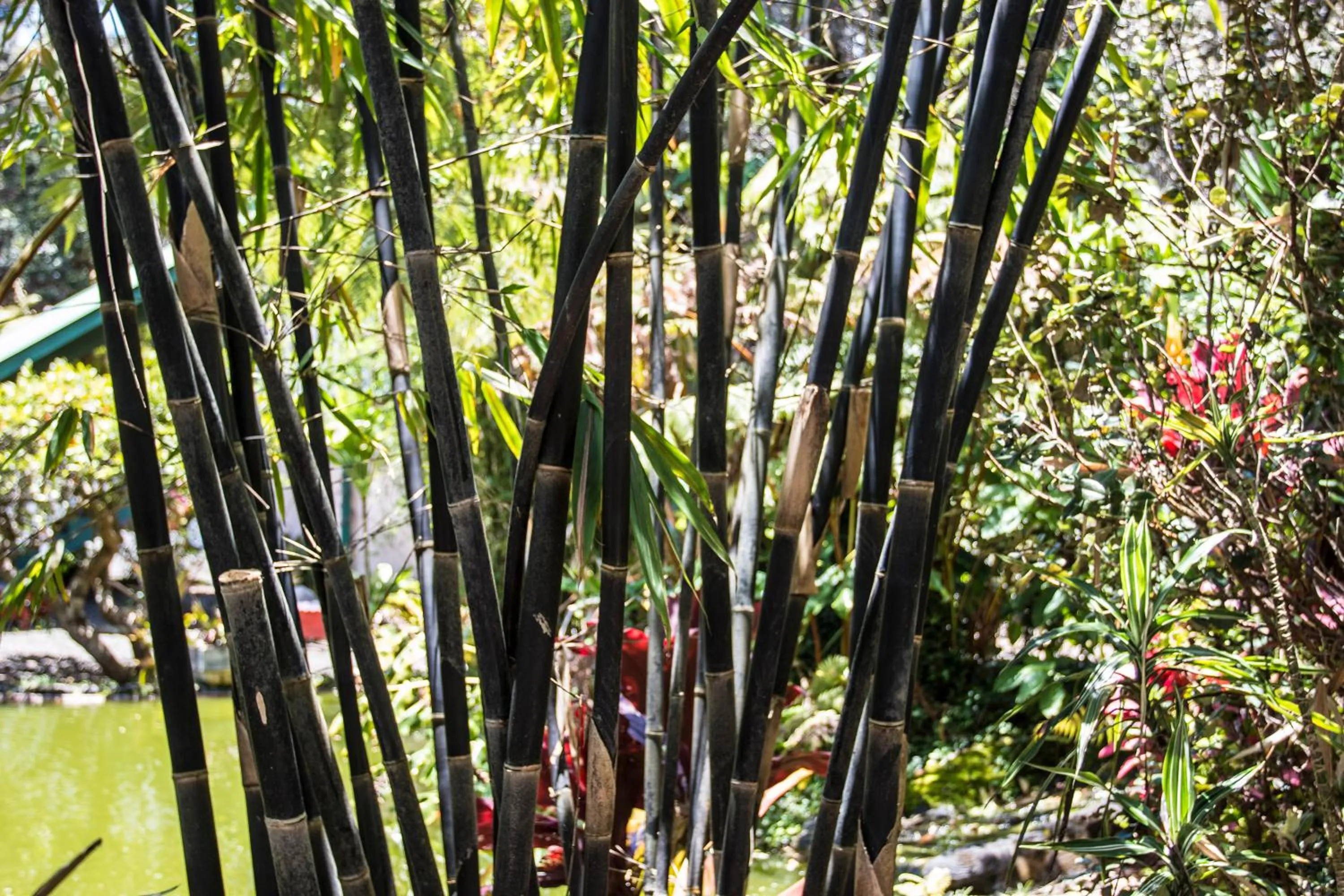 Garden in Chalet Kilauea