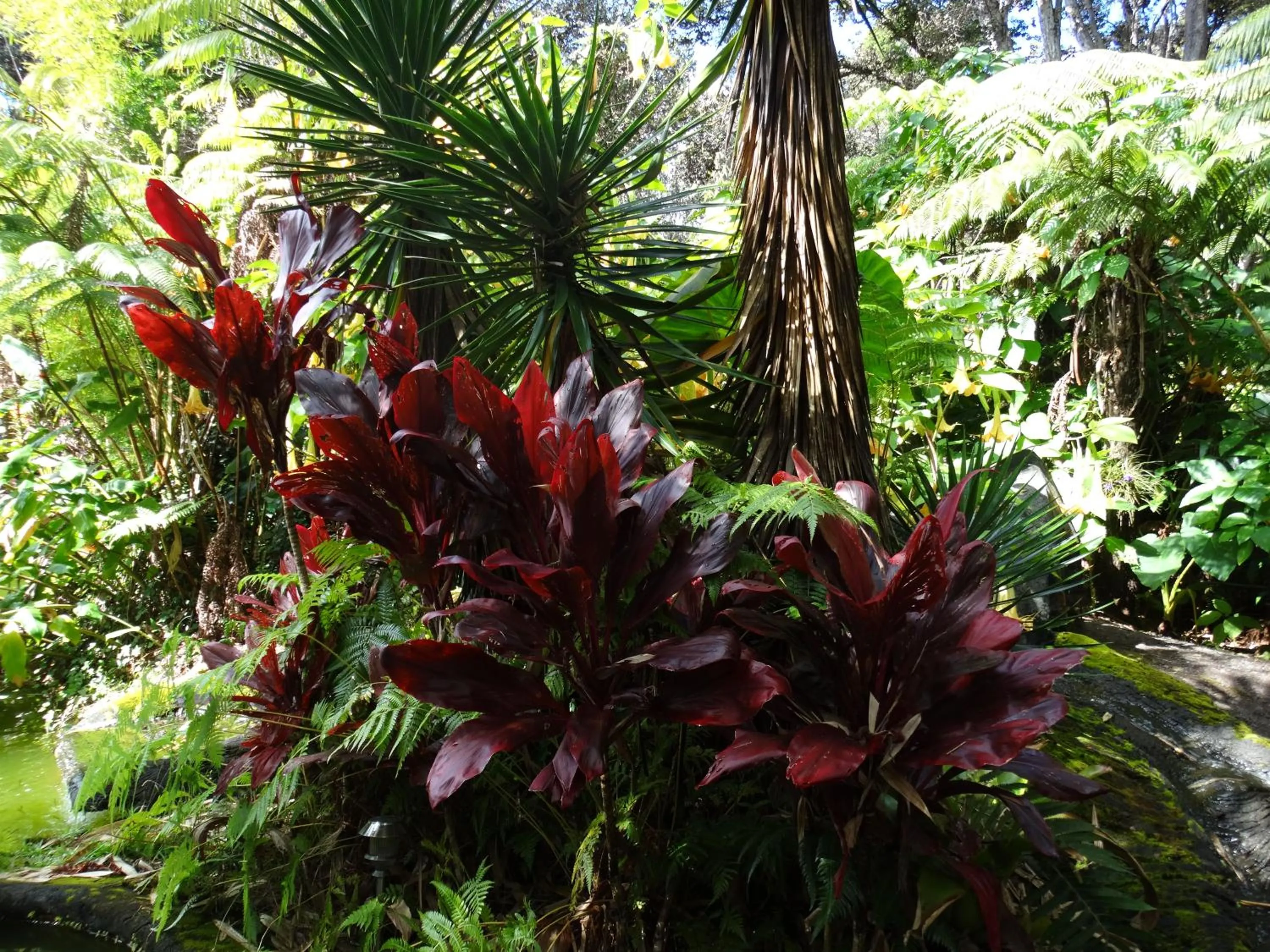 Garden in Chalet Kilauea