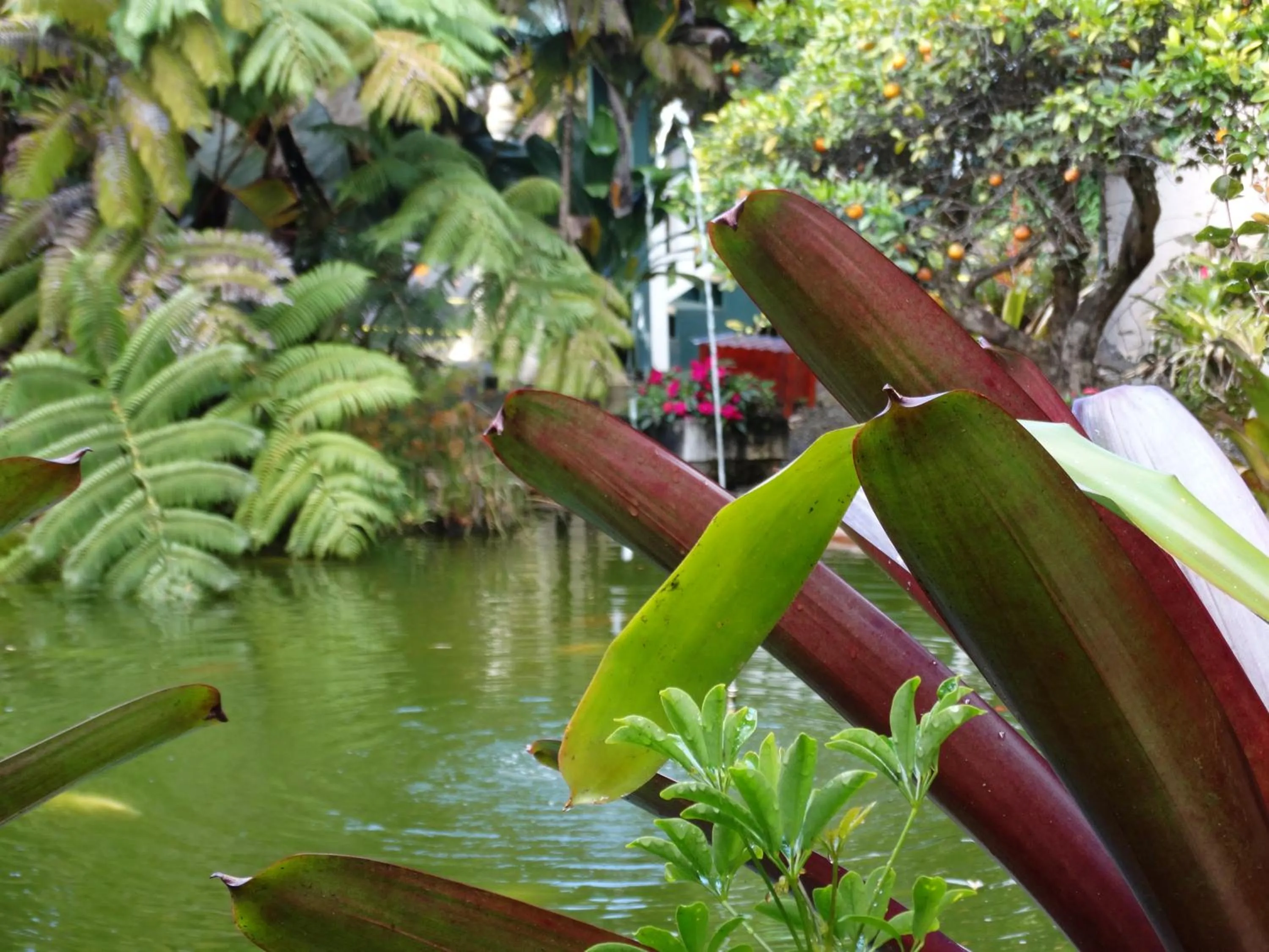 Garden in Chalet Kilauea