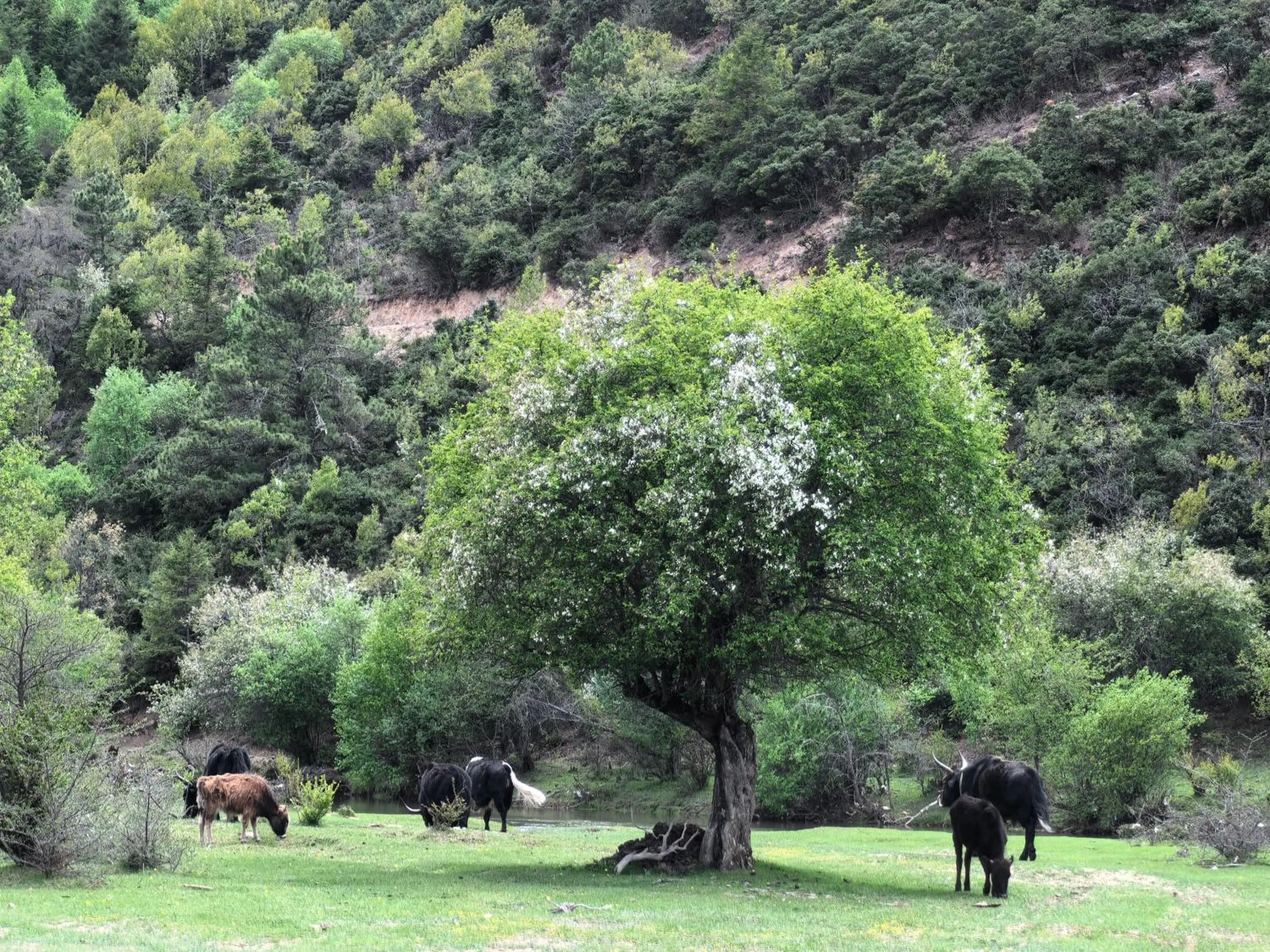 Property building in Banyan Tree Ringha