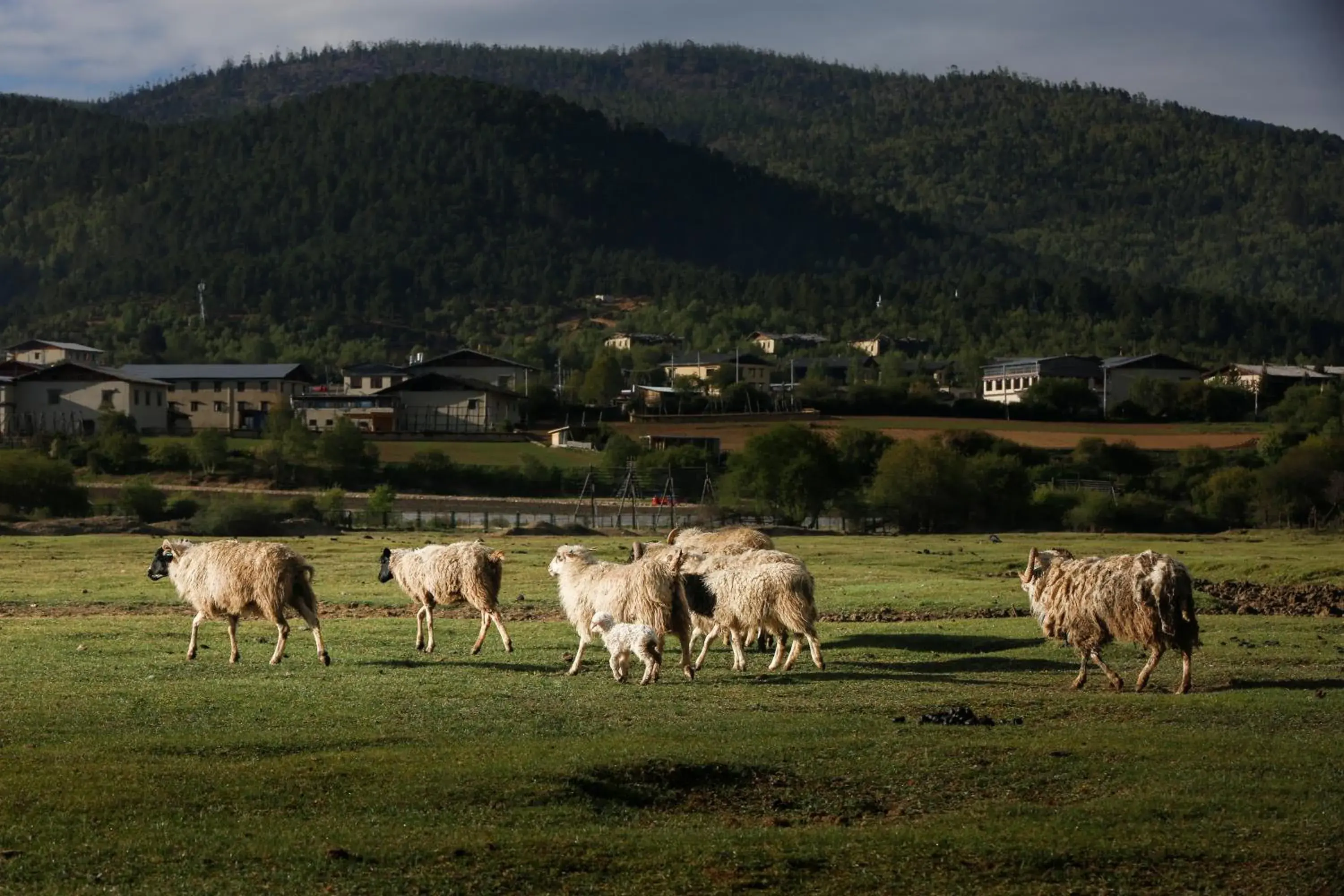 Banyan Tree Ringha Banyan Tree Ringha