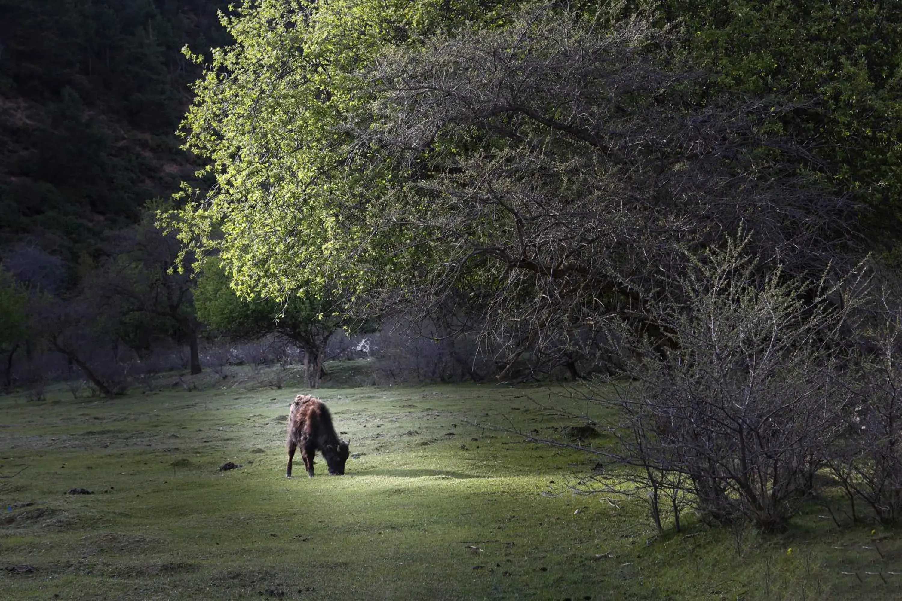 Banyan Tree Ringha Banyan Tree Ringha