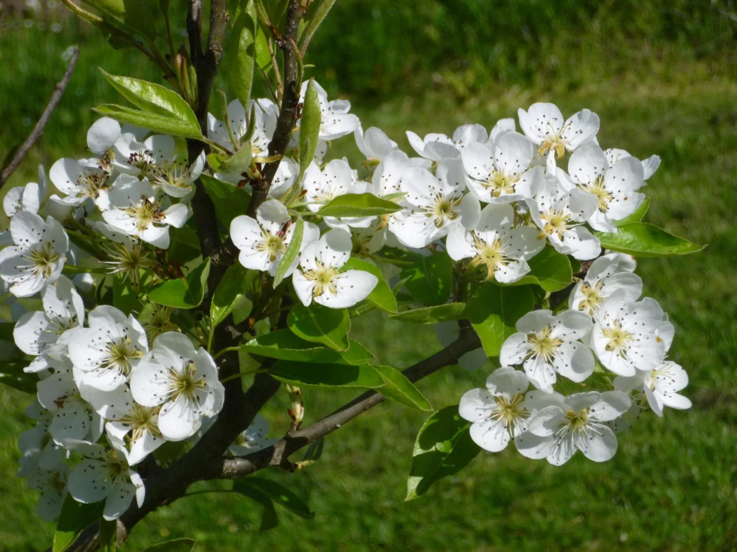 Garden in Au Mas de Gamet